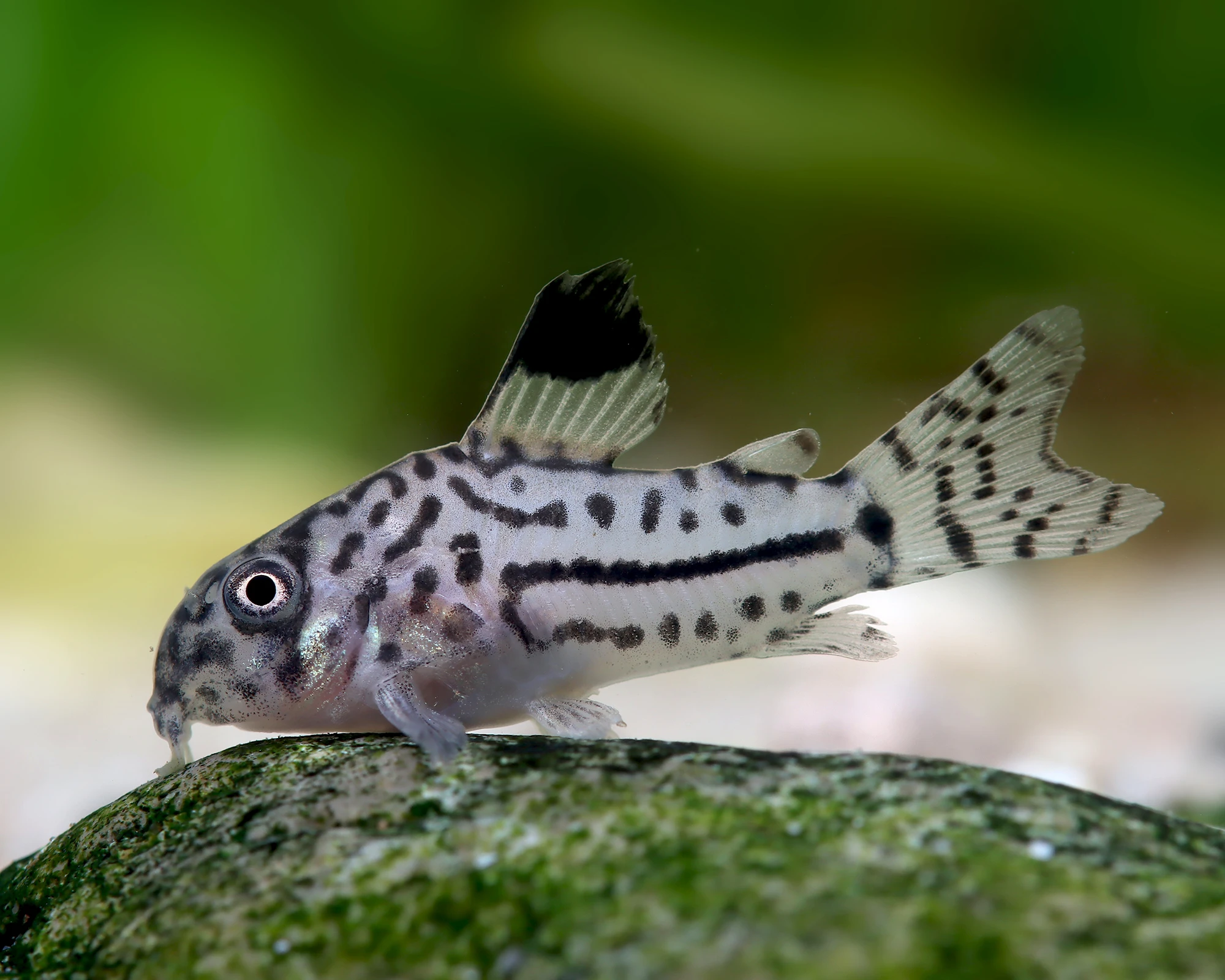 Corydoras julii - rarita