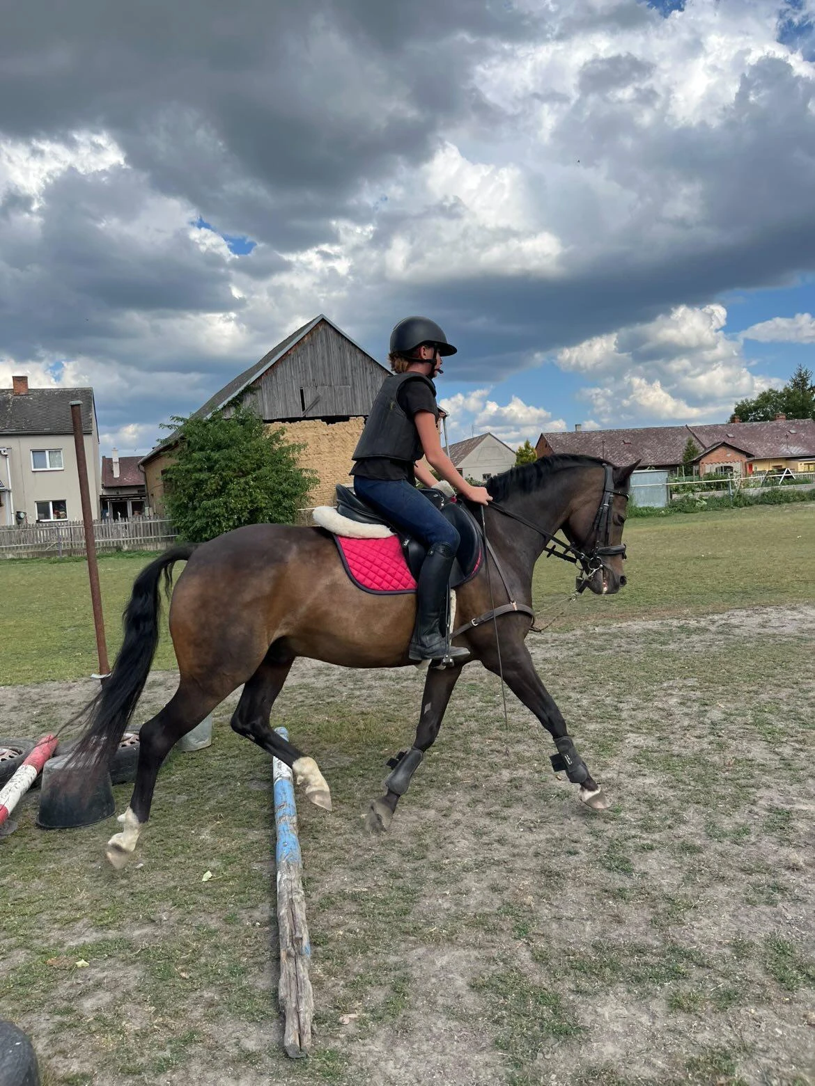 Na prodej sportovní pony Jordy – valach, KVH 142 cm