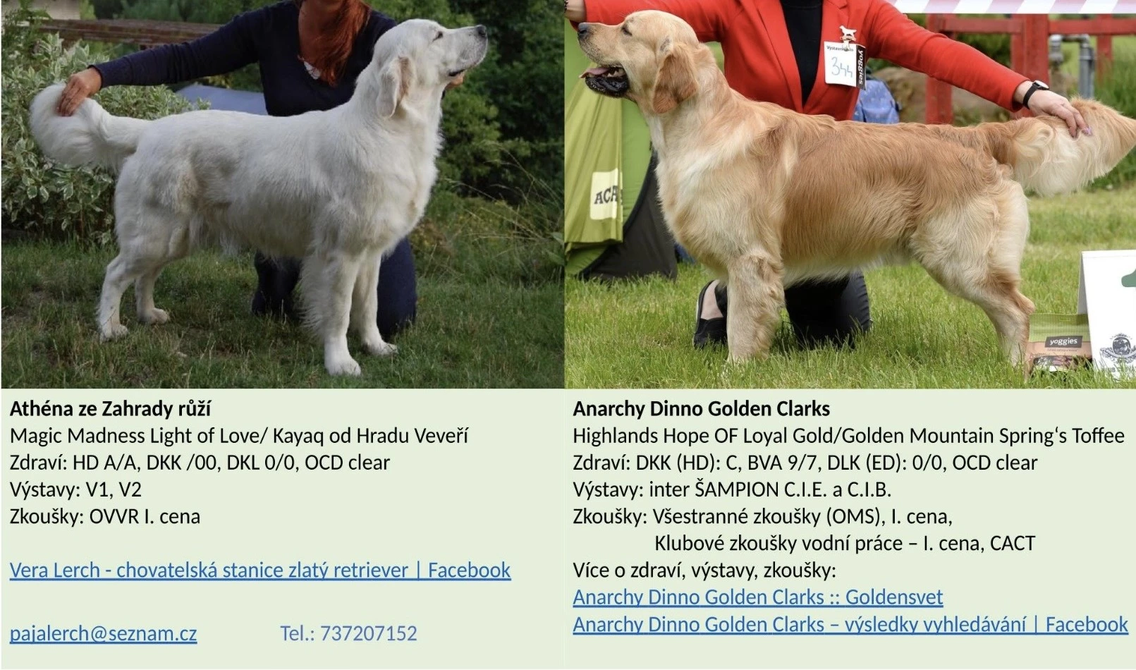 Zlatý retriever - štěňátka s PP