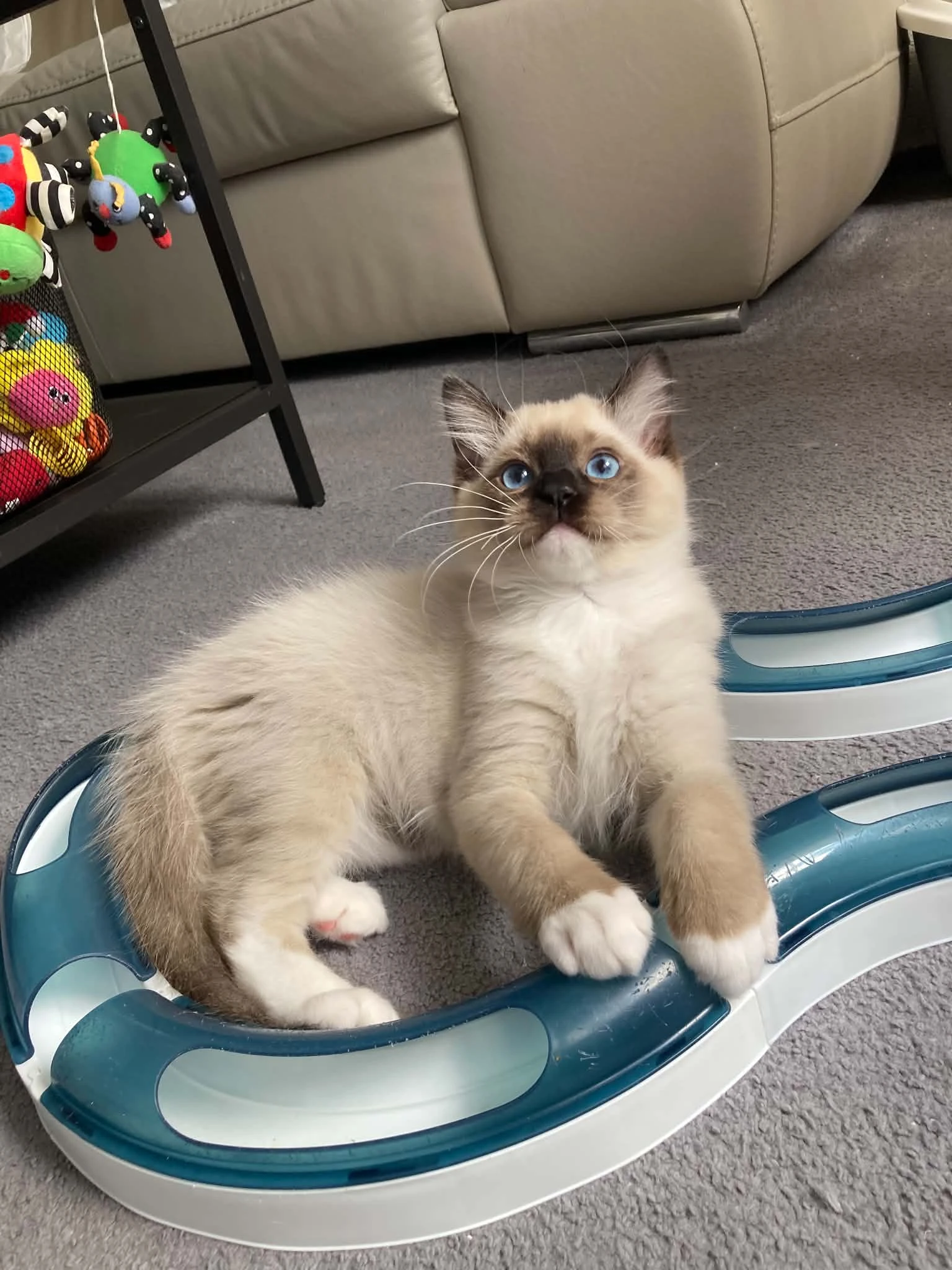 Ragdollí kluci