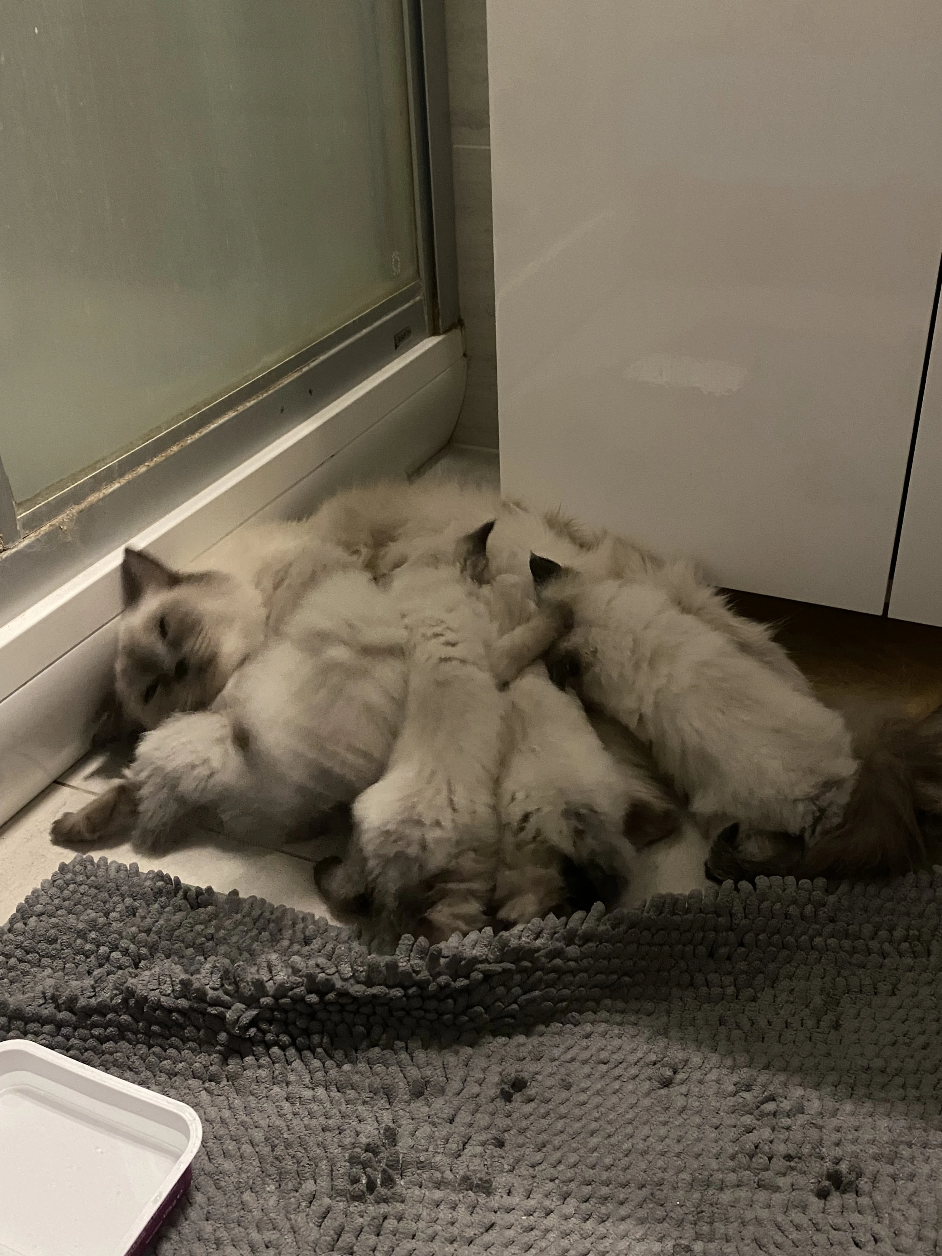 Ragdoll mačiatka