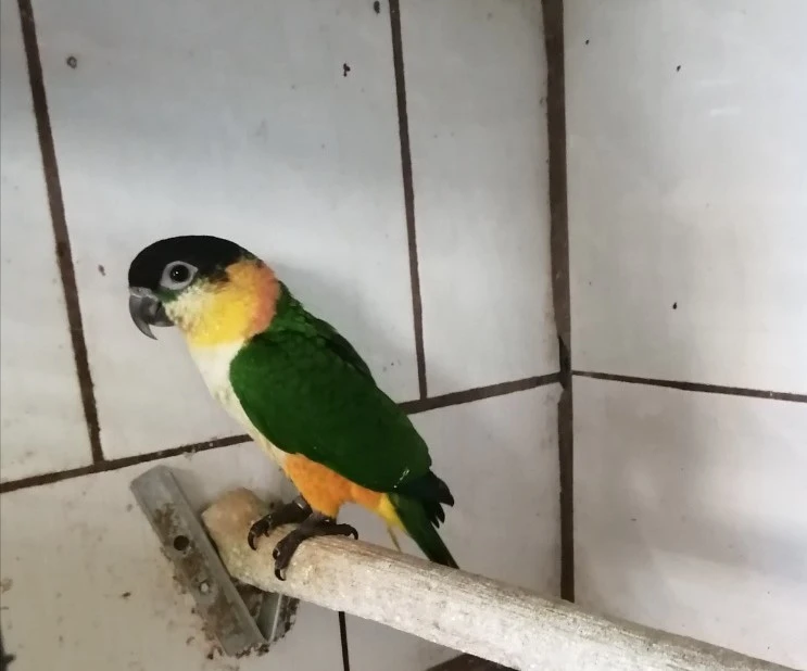 Prodám Amazonka čenotemenného