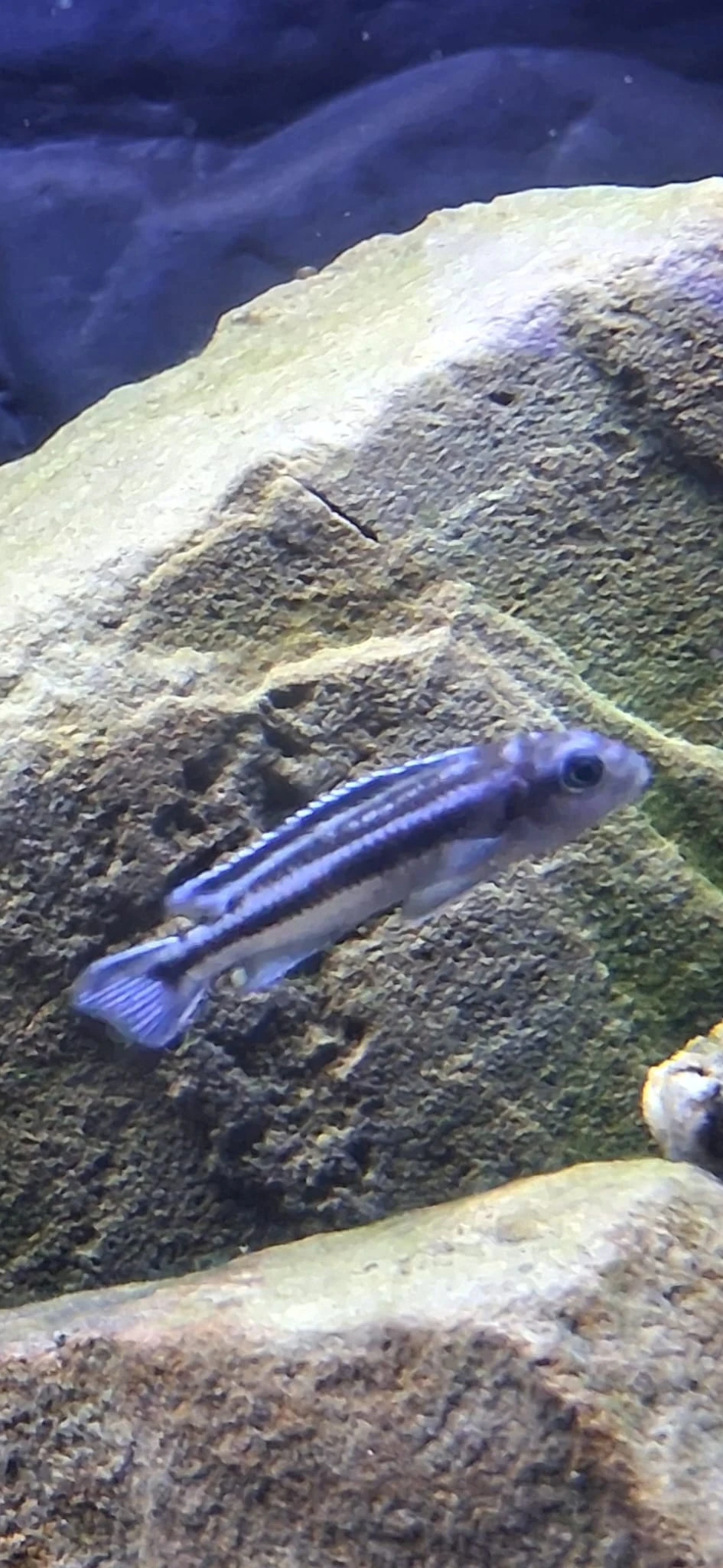 Daruji Tlamovec Maingano