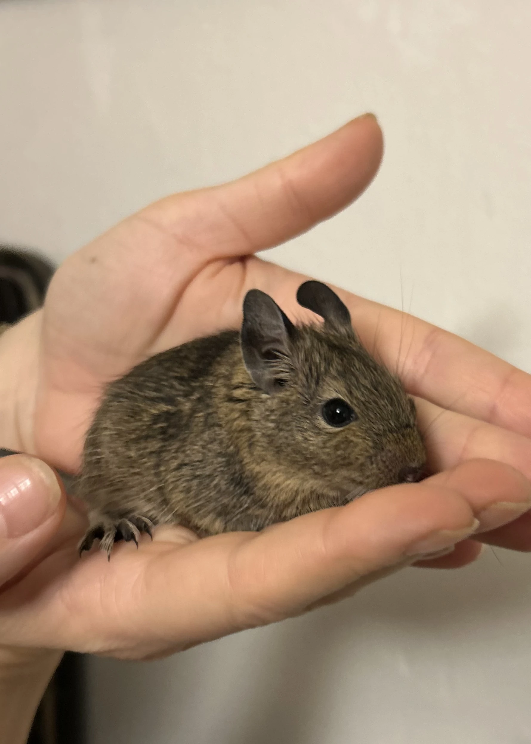 Osmáček degu