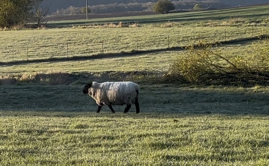 Plemenný beran Suffolk