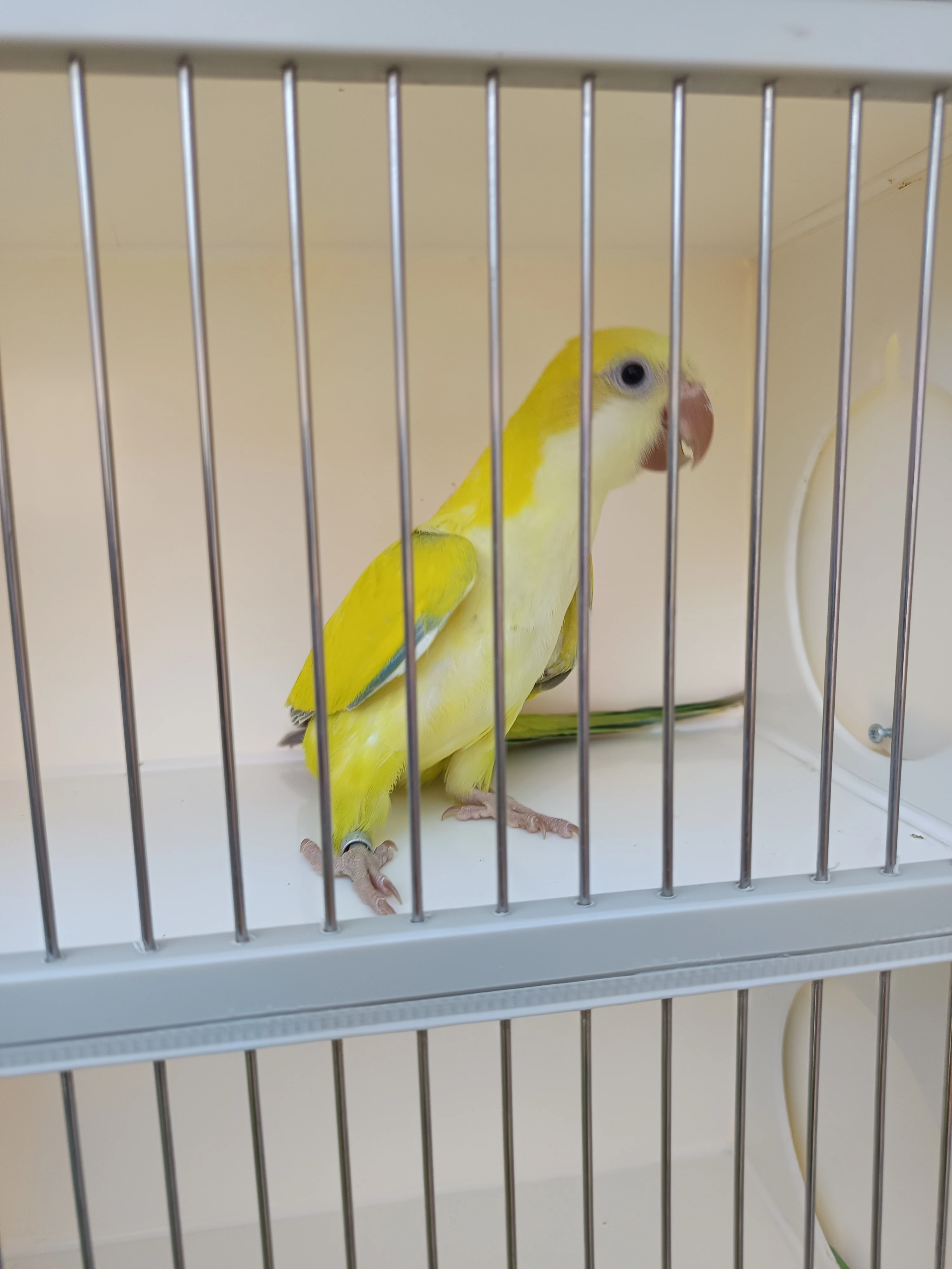Prodám mníšky Yellow face