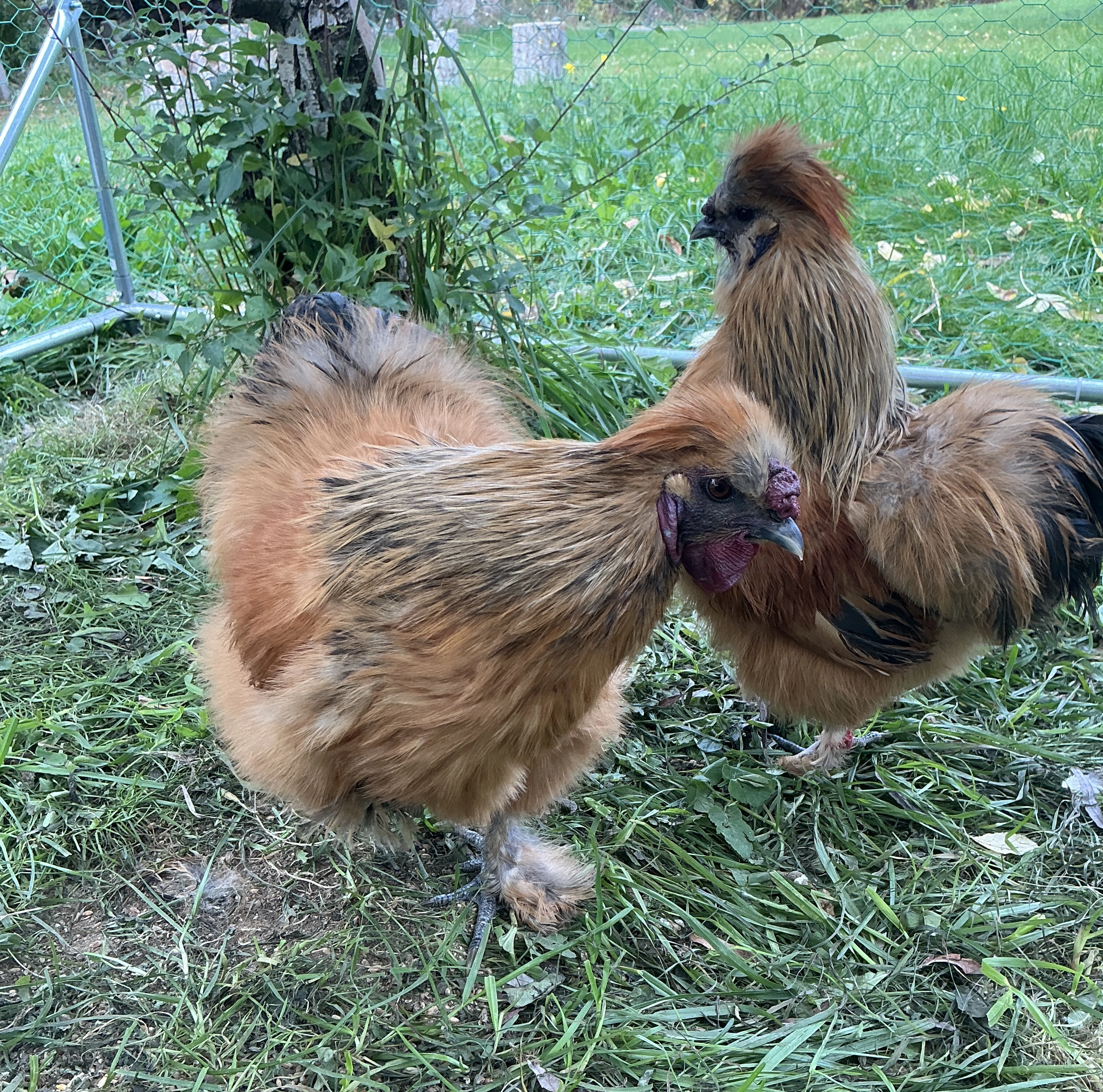 Luxusní kohoutci Hedvábničky, ochočení od dětí, super povaha