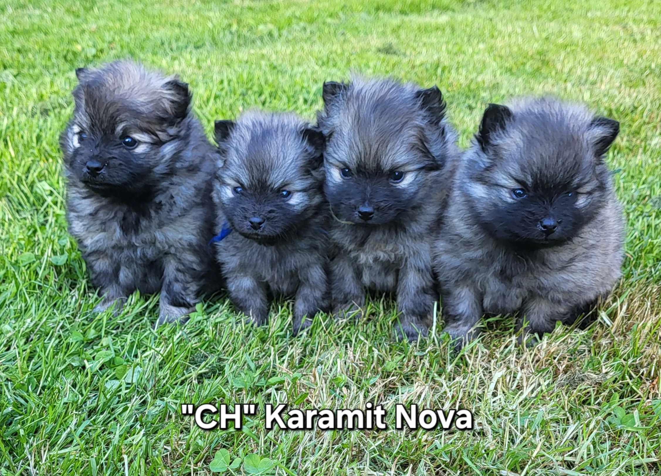 Německý špic malý štěňátka s PP FCI