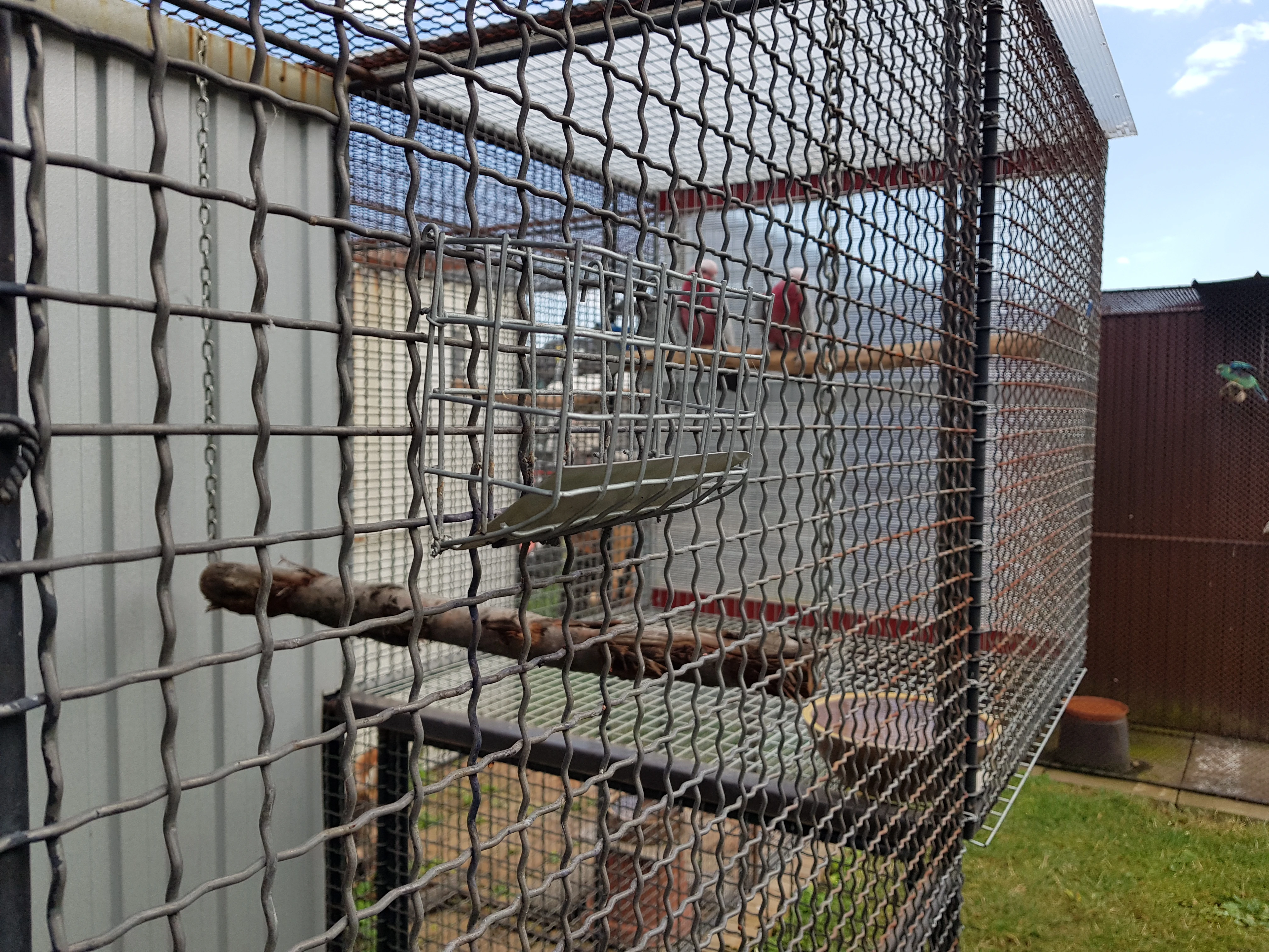 Koupím 0.1 kakadu inka kr 23-24 DNA