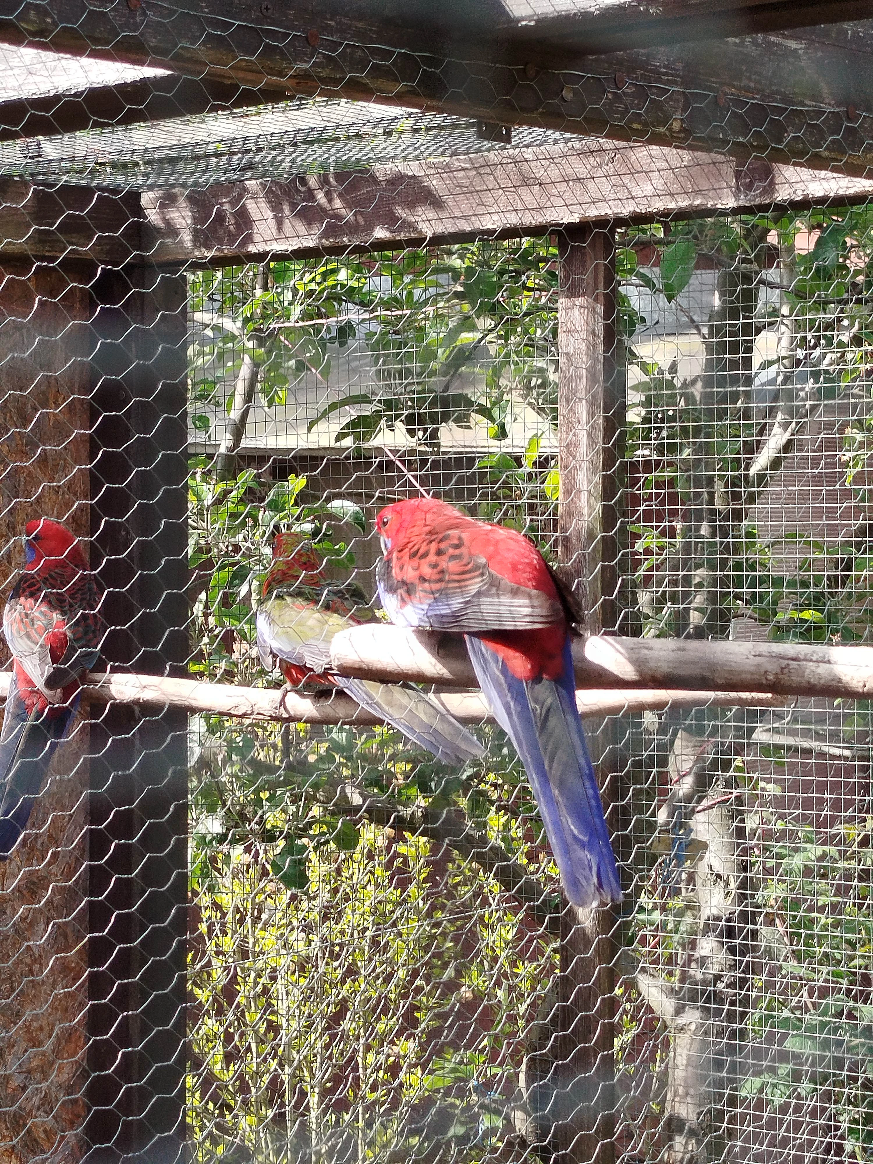 Prodám 1,1 Rosela penant