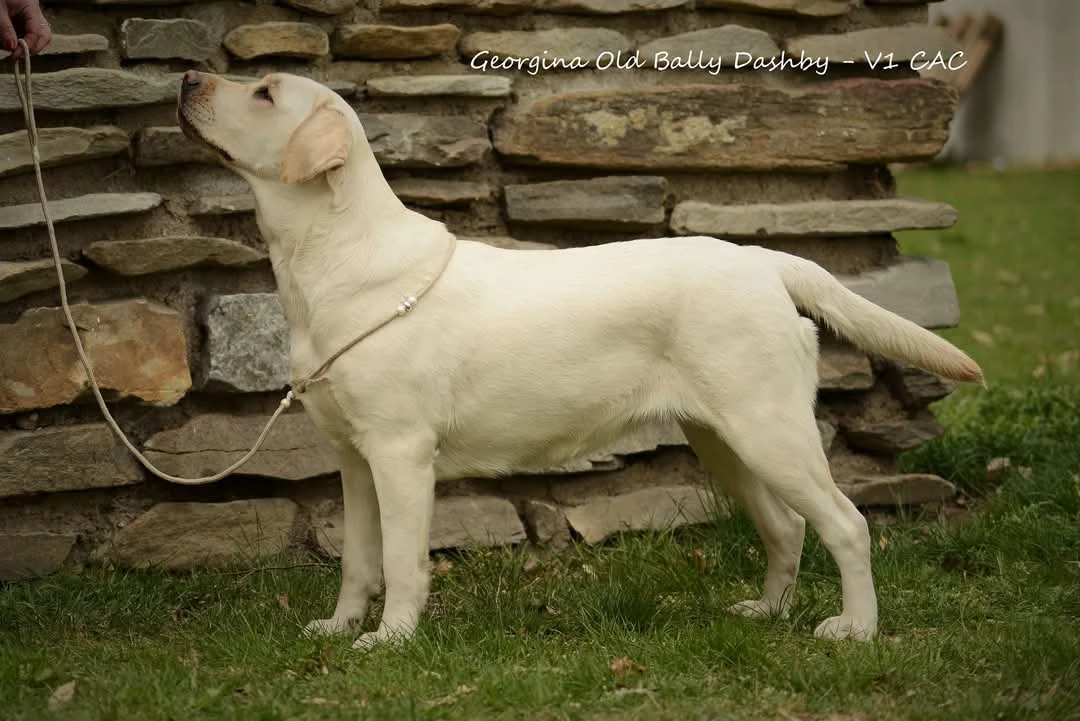 Žlutá štěňata labradorského retrievera