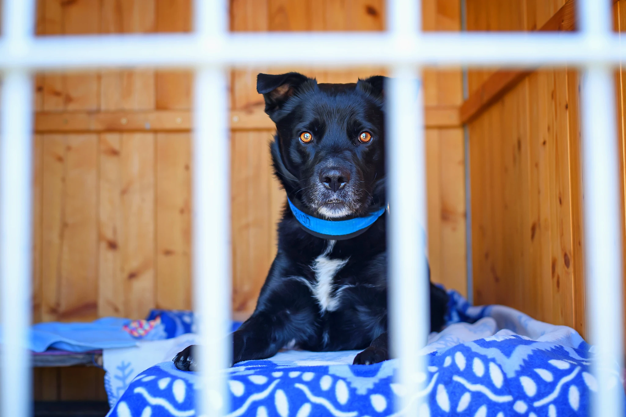 Opi – ten nejvěrnější přítel stále čeká na svůj domov