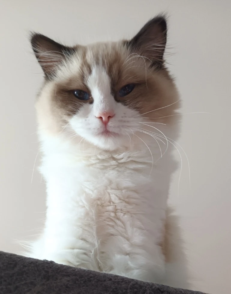 Kocourek ragdoll s PP