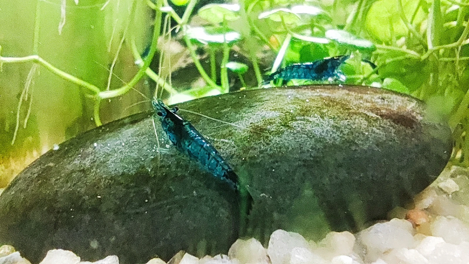 Neocaridina Davidi var. Blue dream