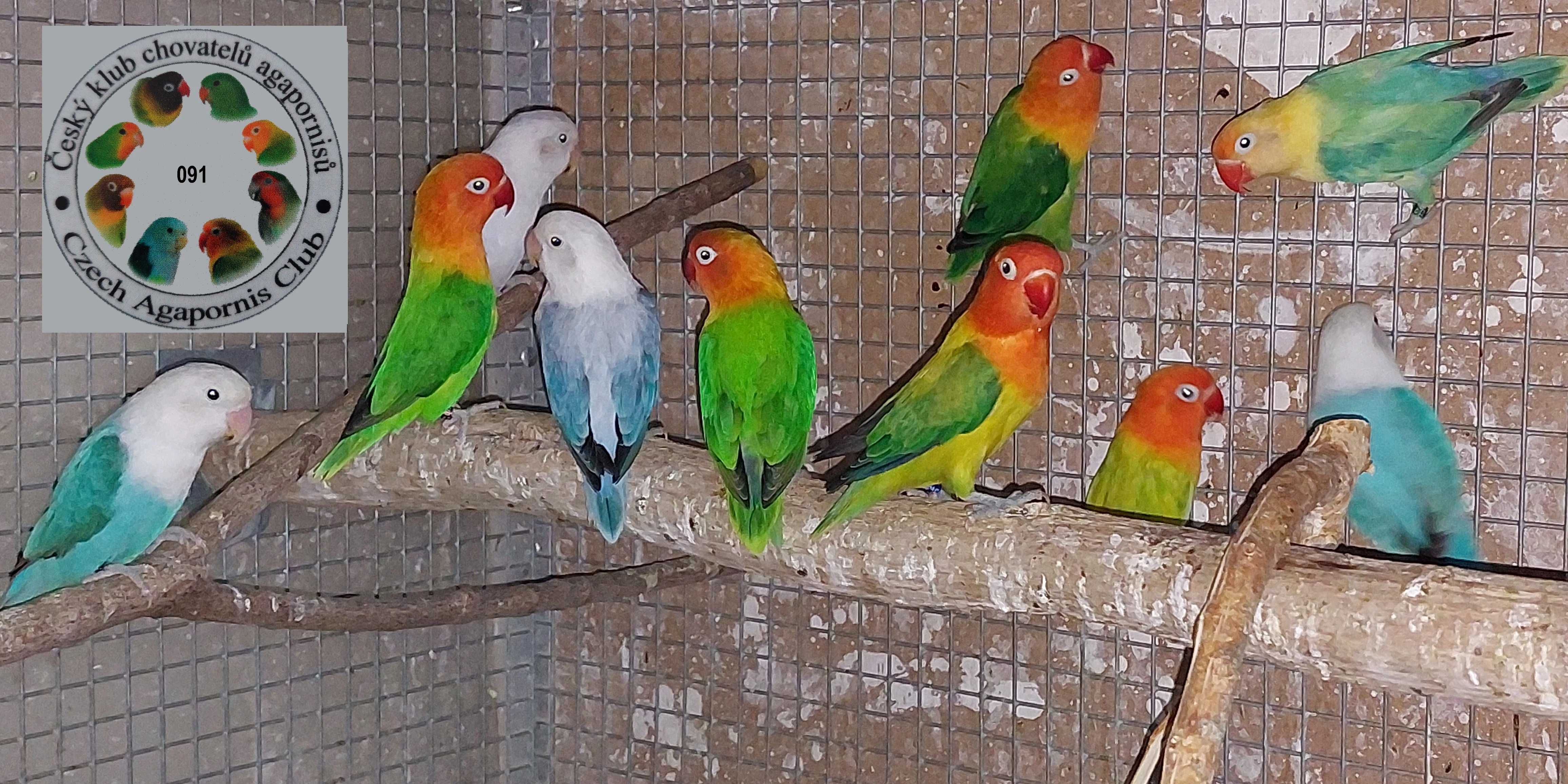 Agapornis Fischeri opalín a dilute