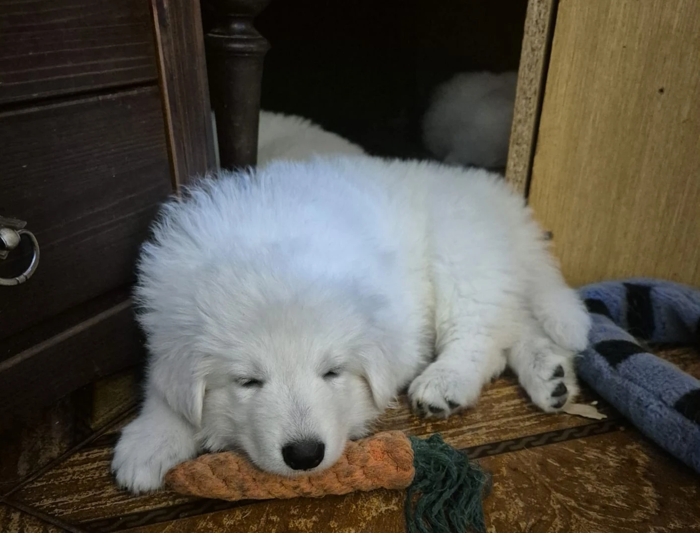 Bílý švýcarský ovčák štěňata s PP