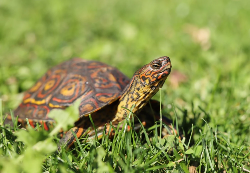 Želvy kouzelné včetně teraria a vybavení