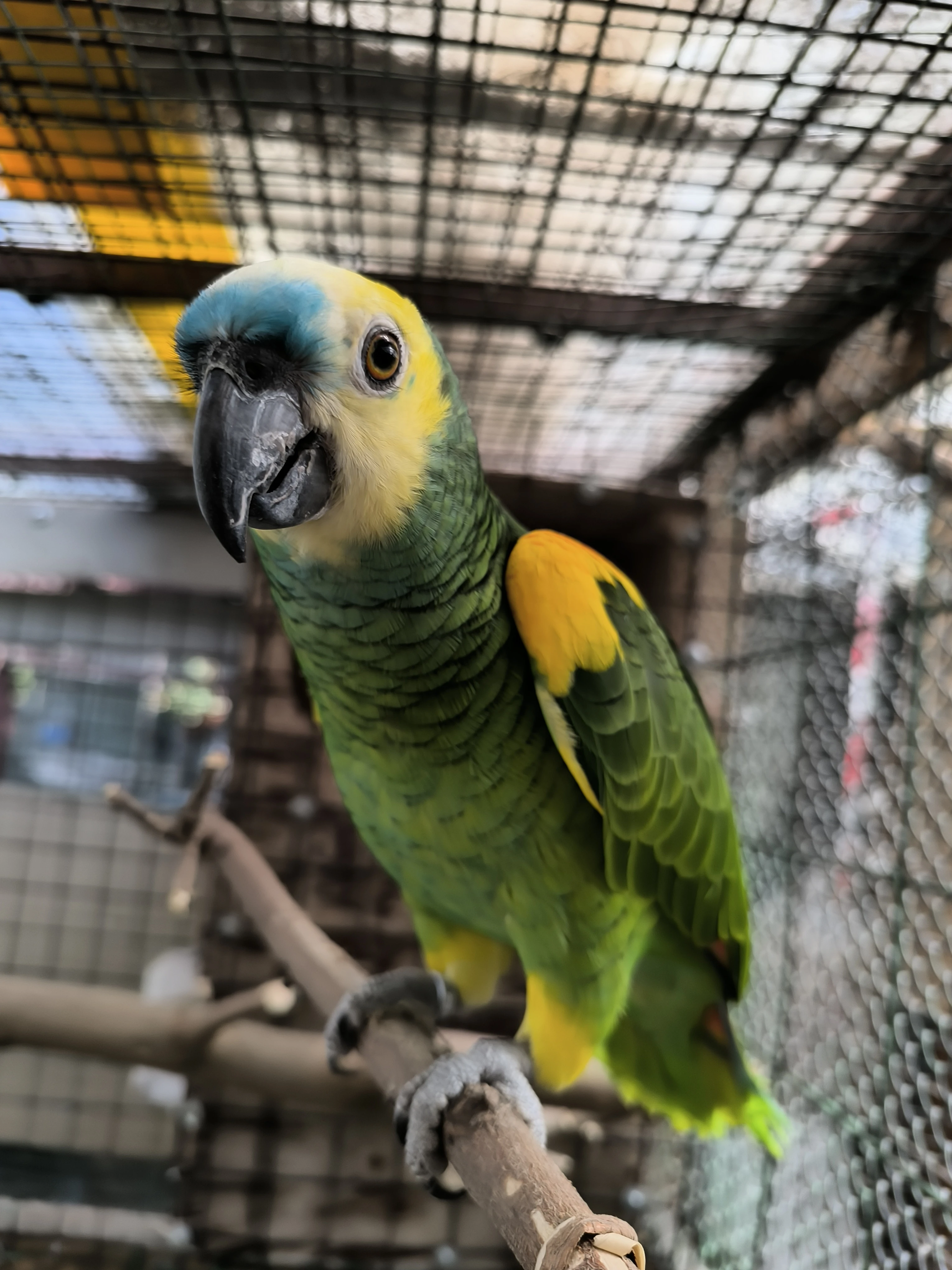 Samec Amazoňan modrocely krotký není vhodný do chovu