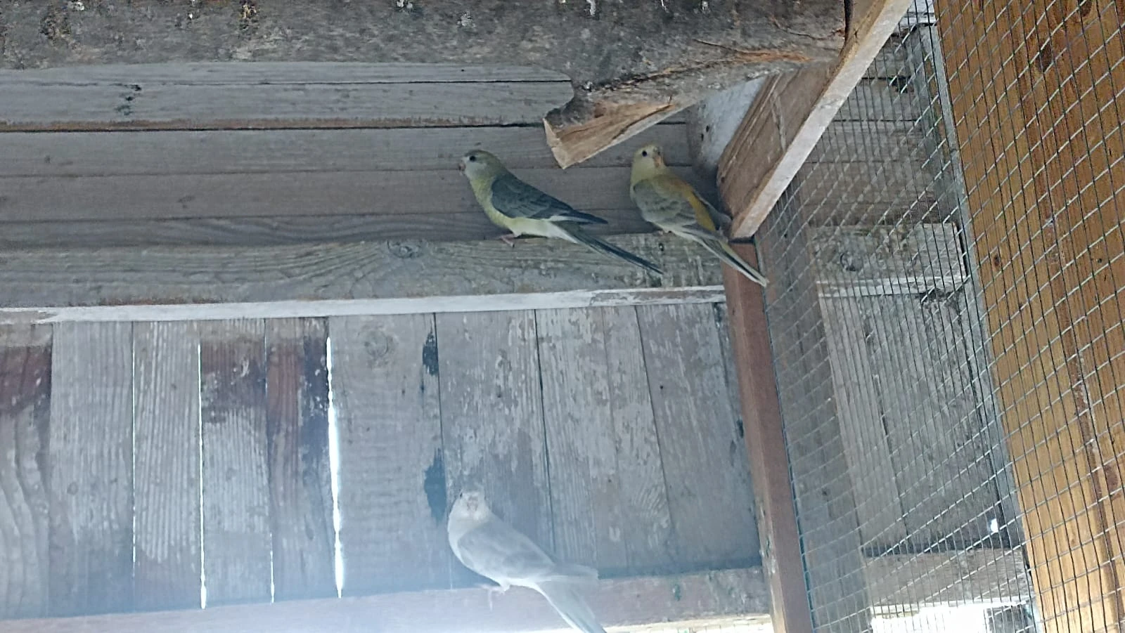 Prodám Papoušek zpěvavý