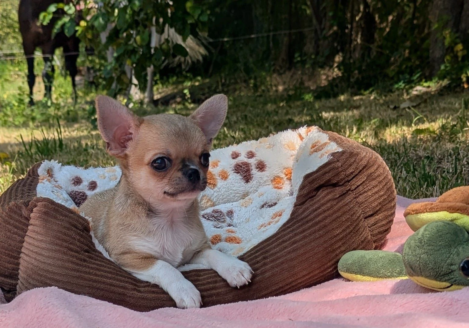 Čivava krátkosrstá s PP