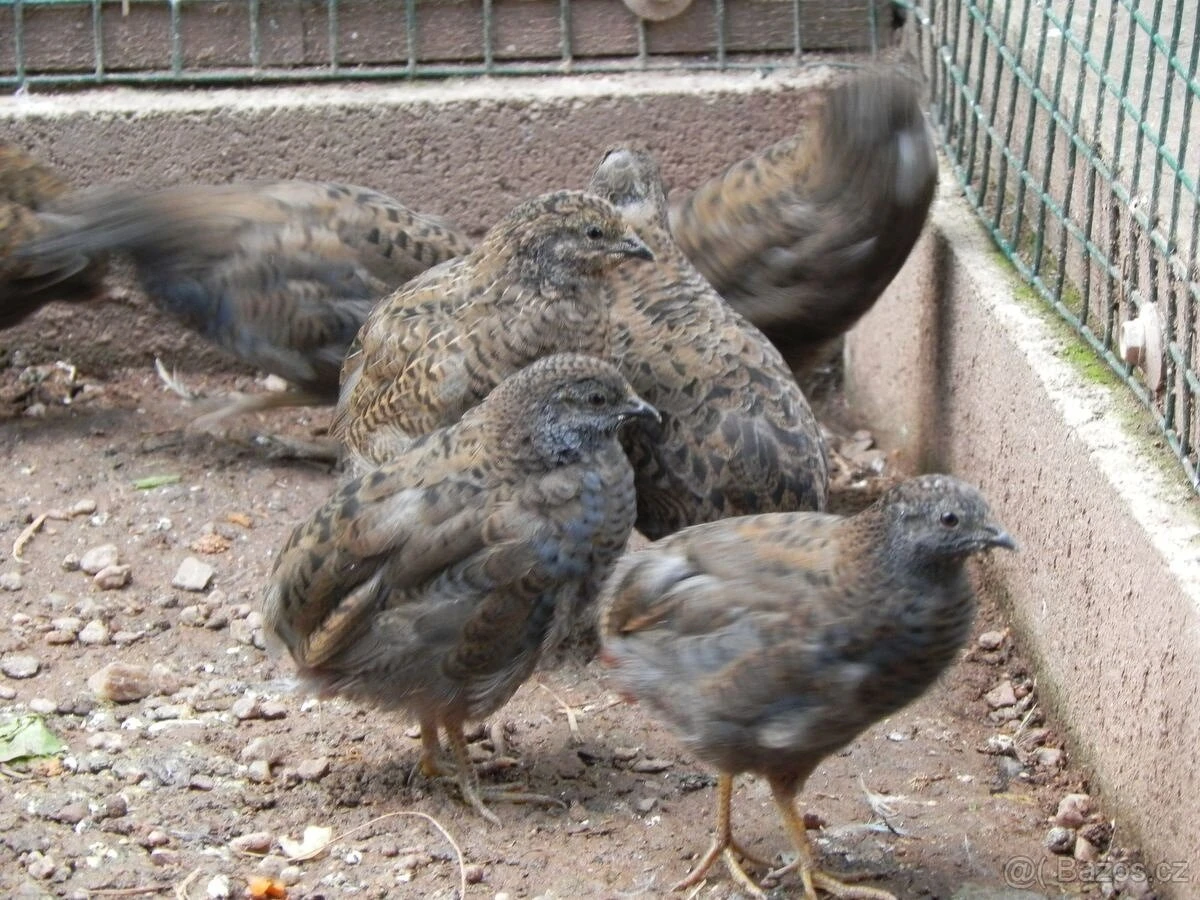 Křepelka čínská prodej