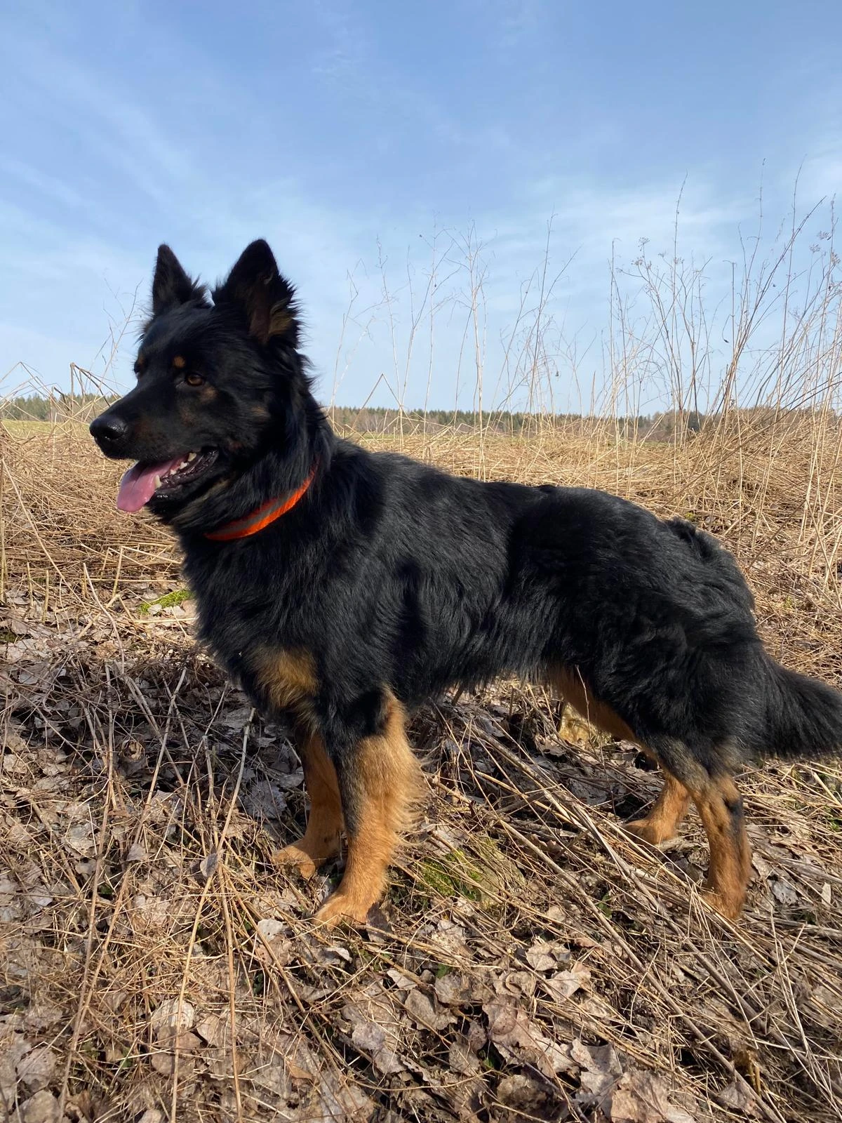 Chodský pes ke krytí