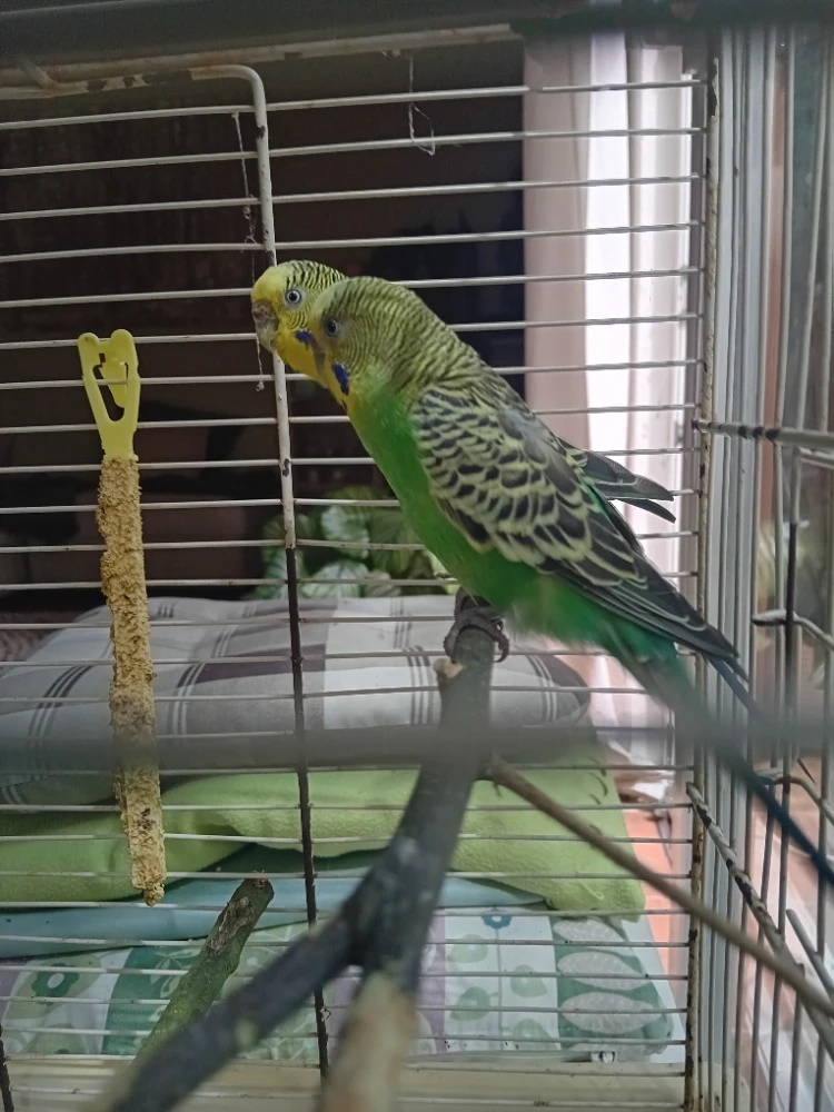 Dvě přírodní samičky andulky vlnkované