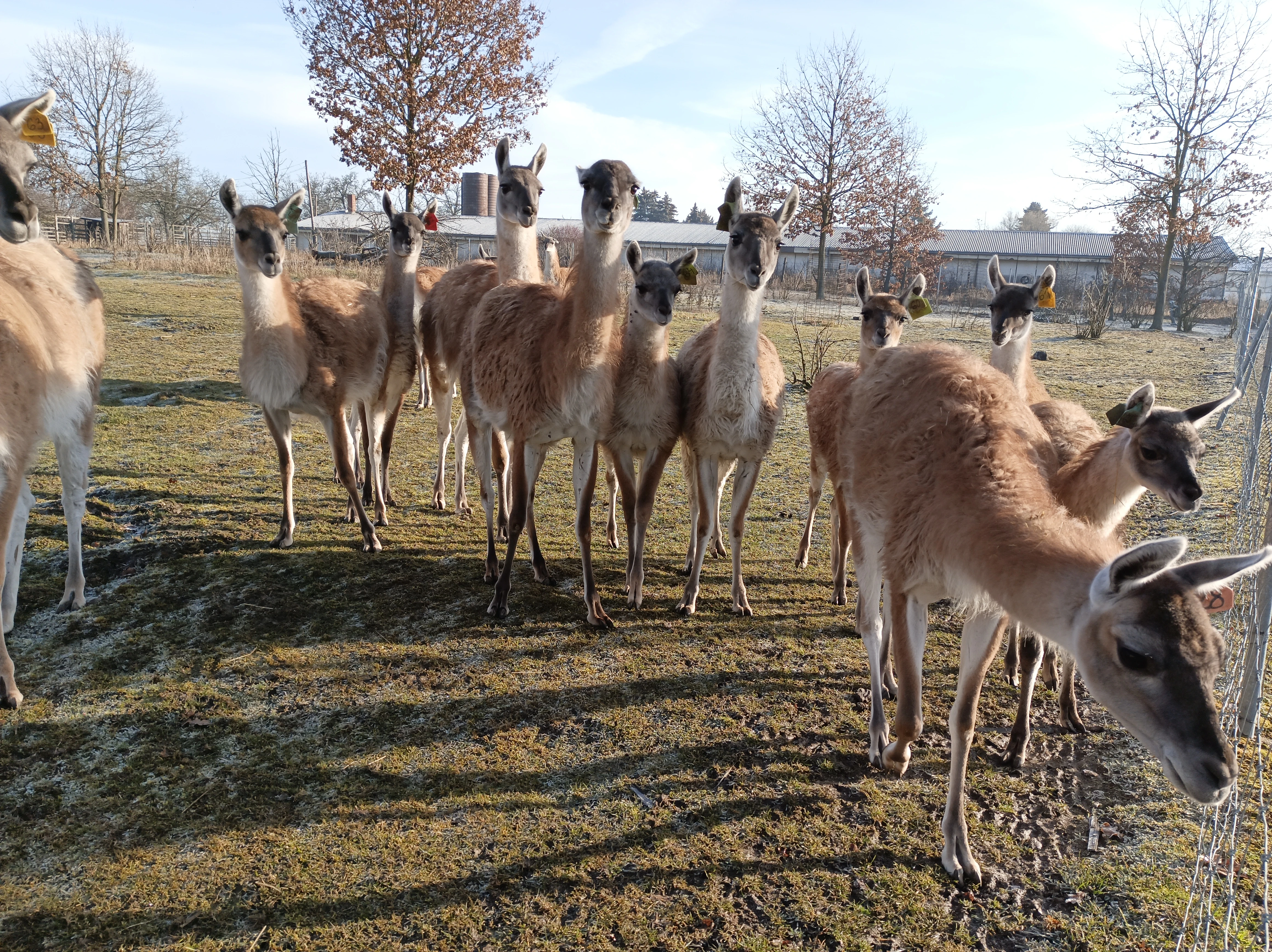 Prodáme samce lamy guanako