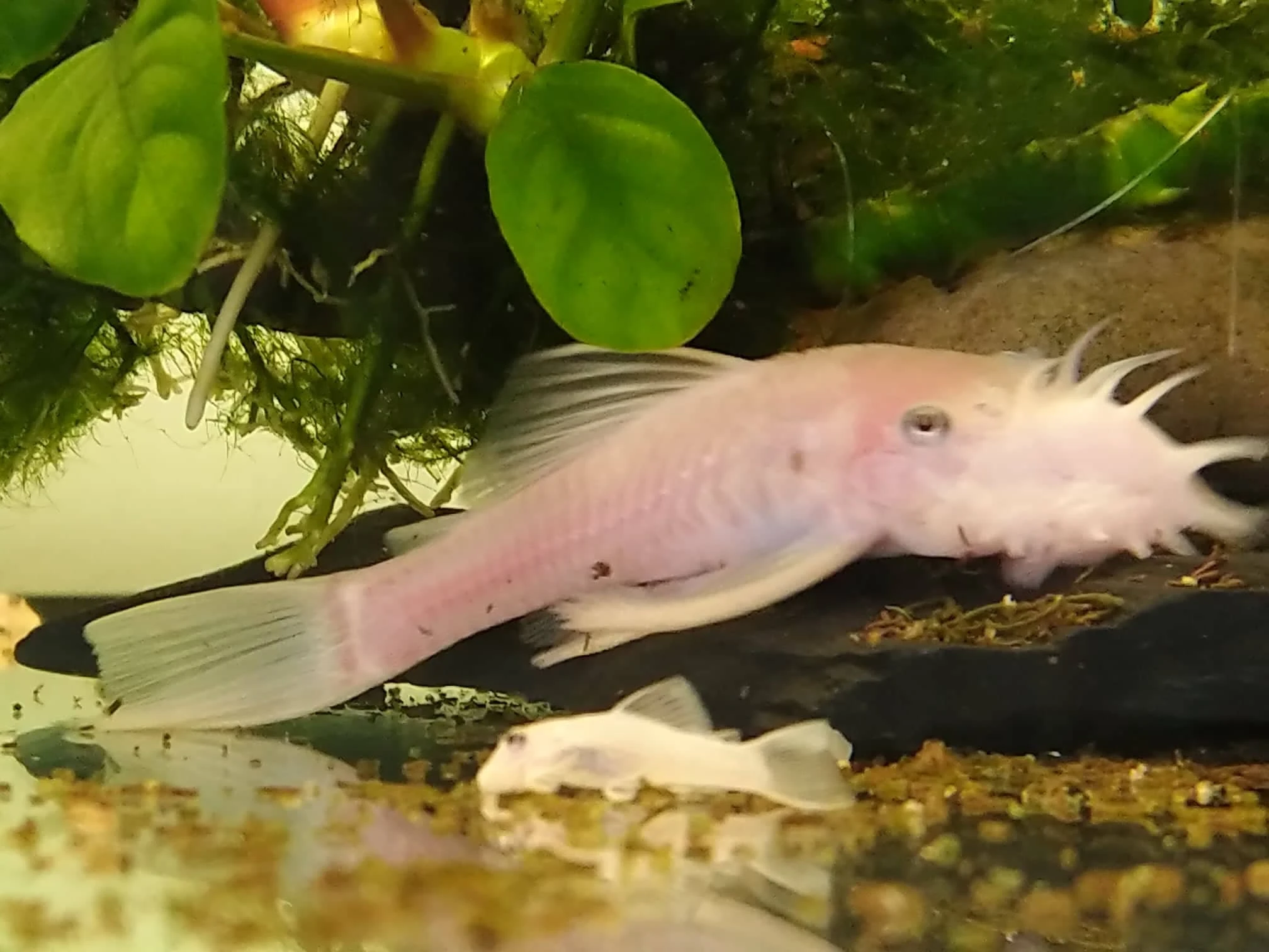 Ancistrus L144 snow white samec