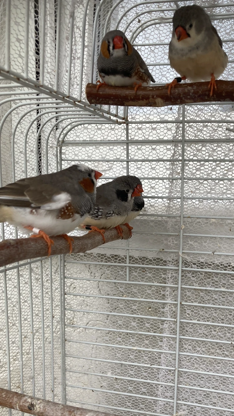 Zebřička pestrá prodám