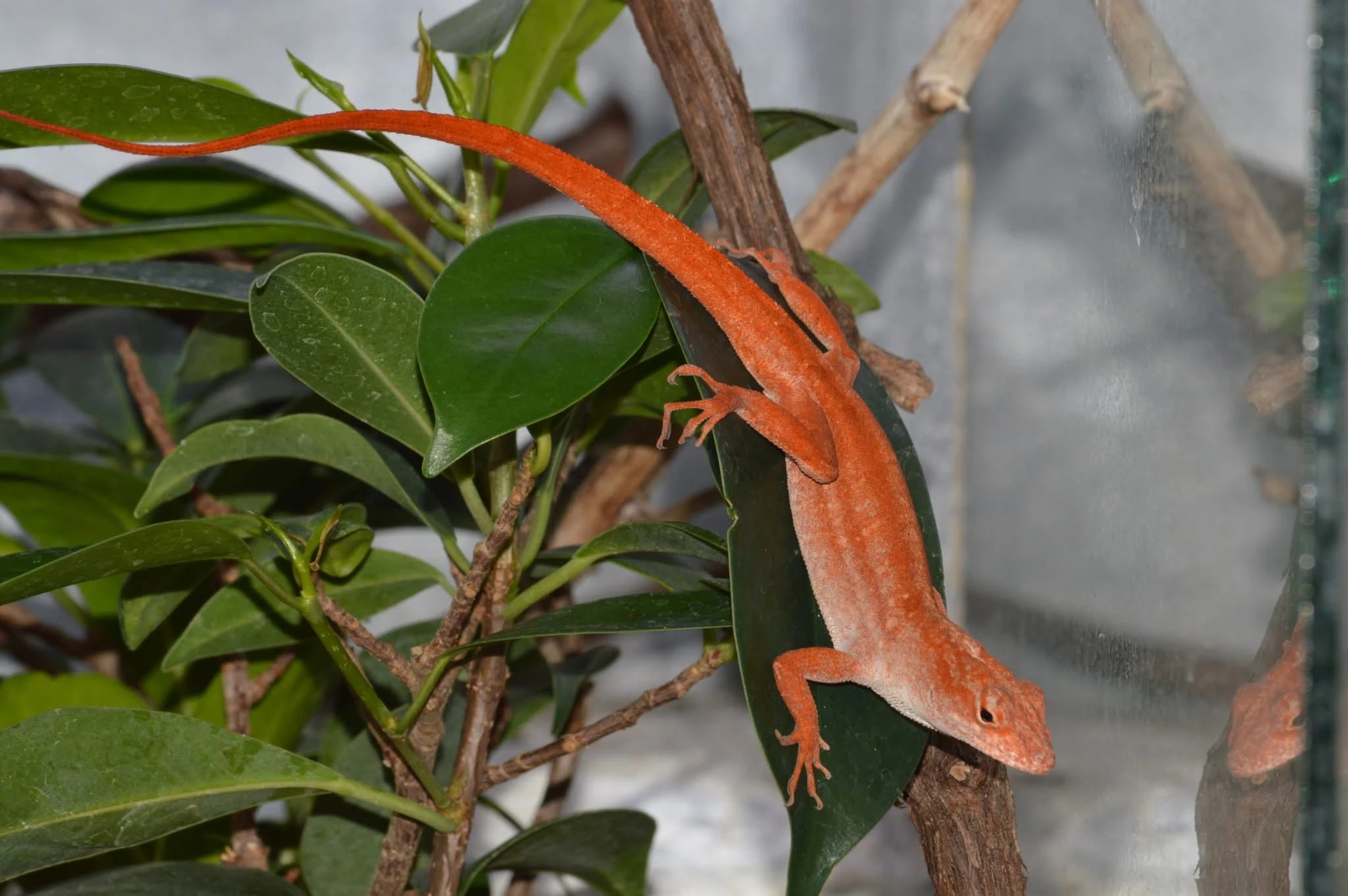 Anolis sergei red