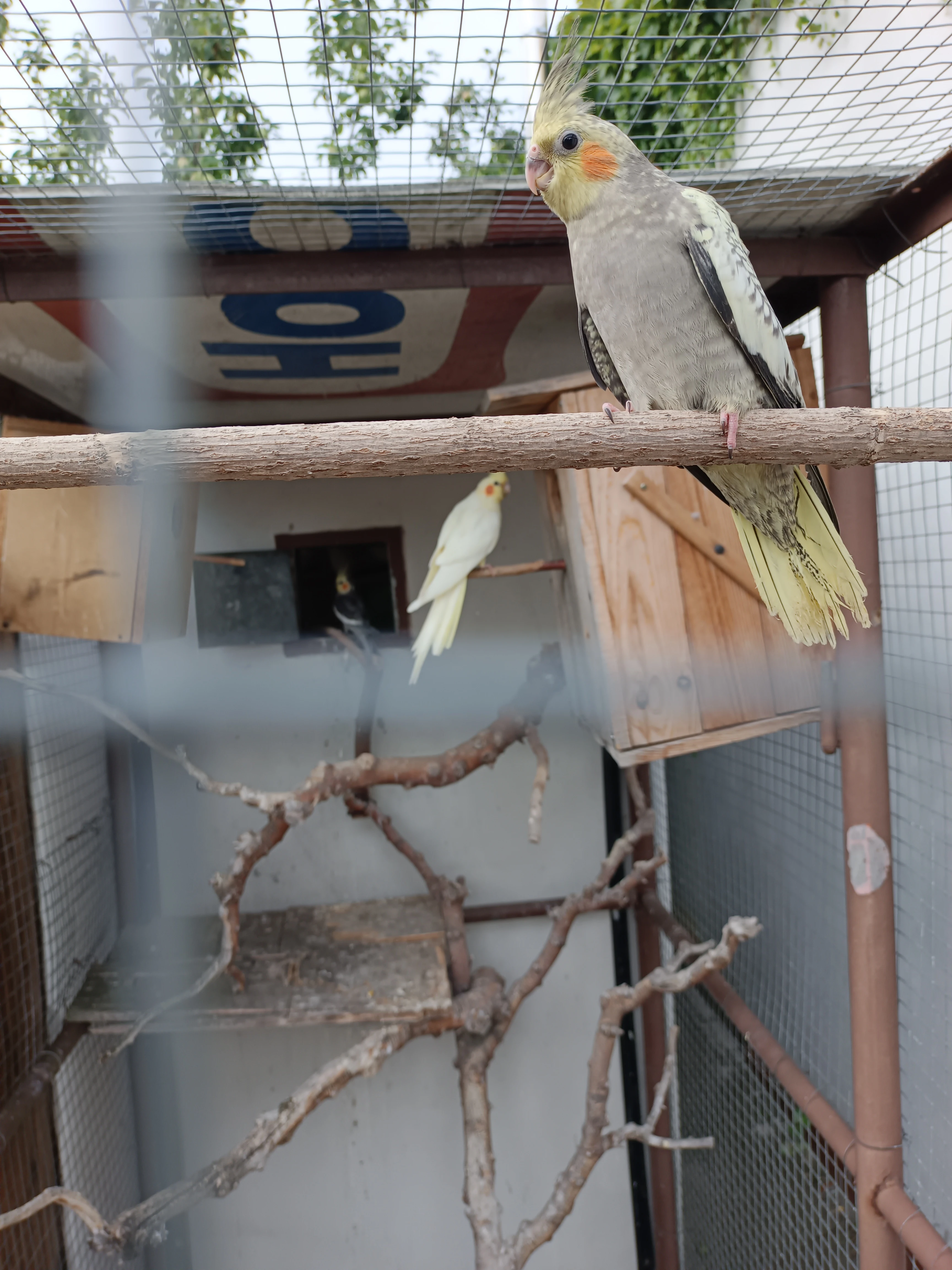 Letošní mladá Korela- samička