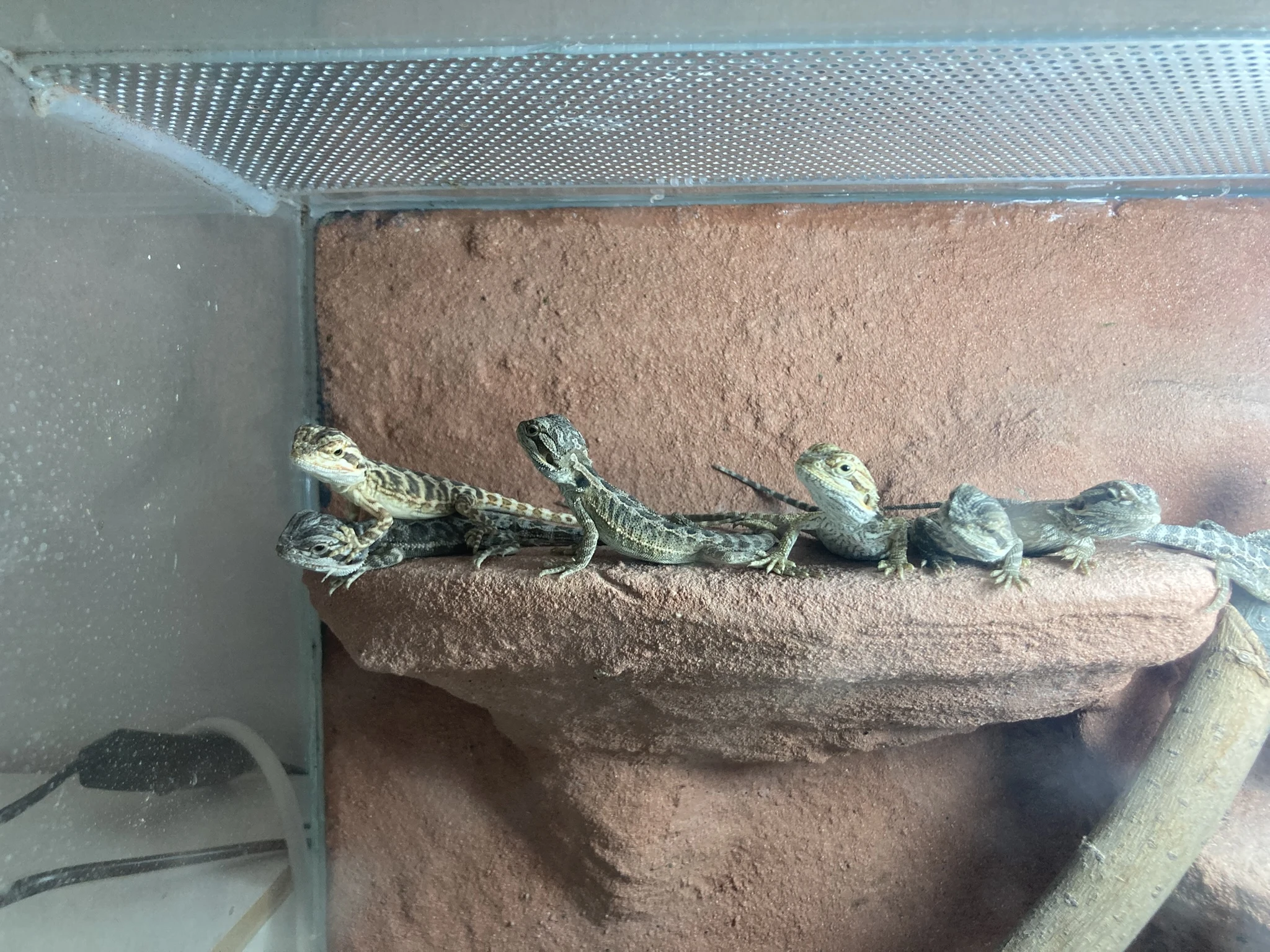 Mláďata Agamy Vousaté