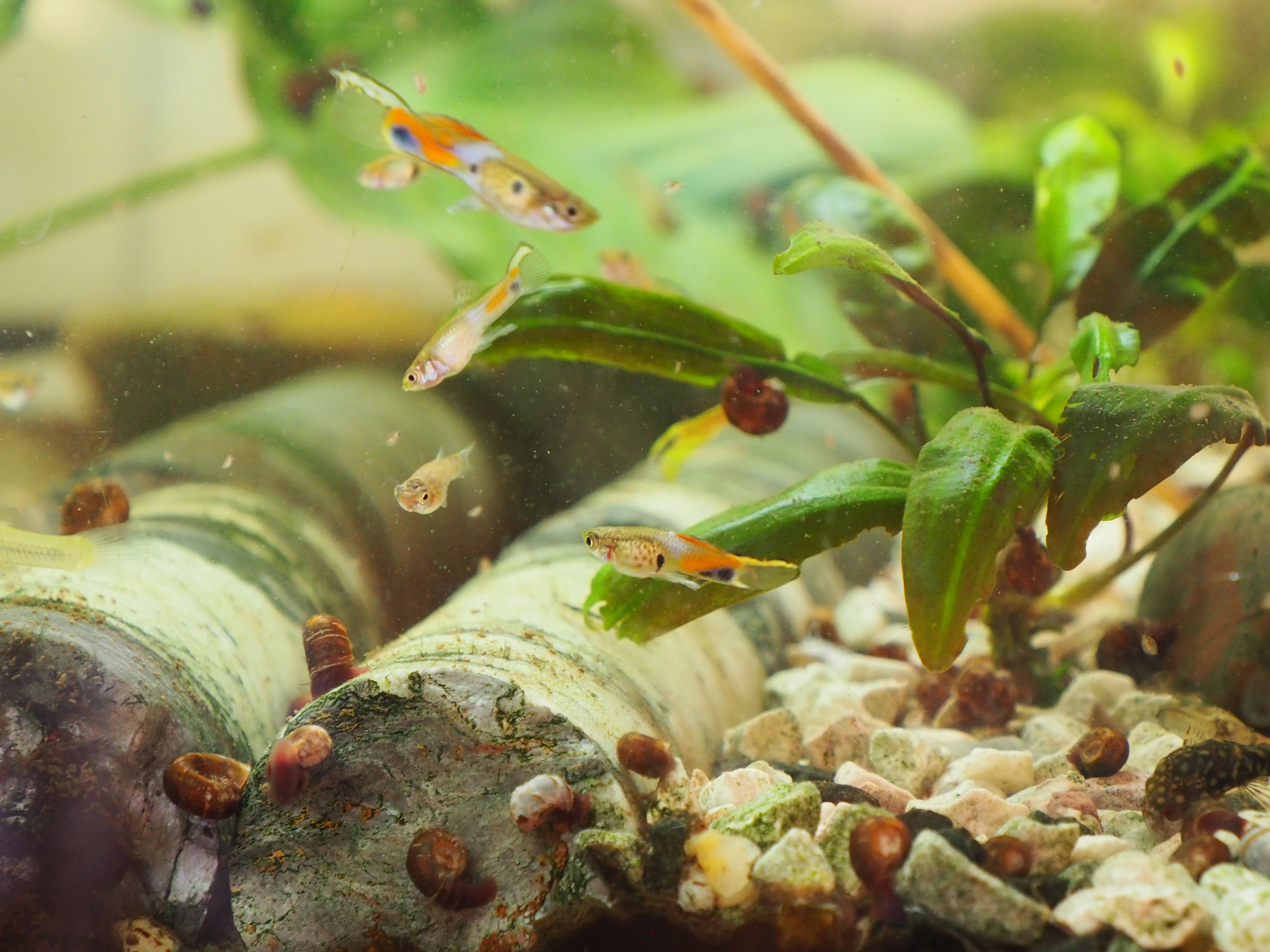 Poecilia wingei Campoma No31 Snake Blue