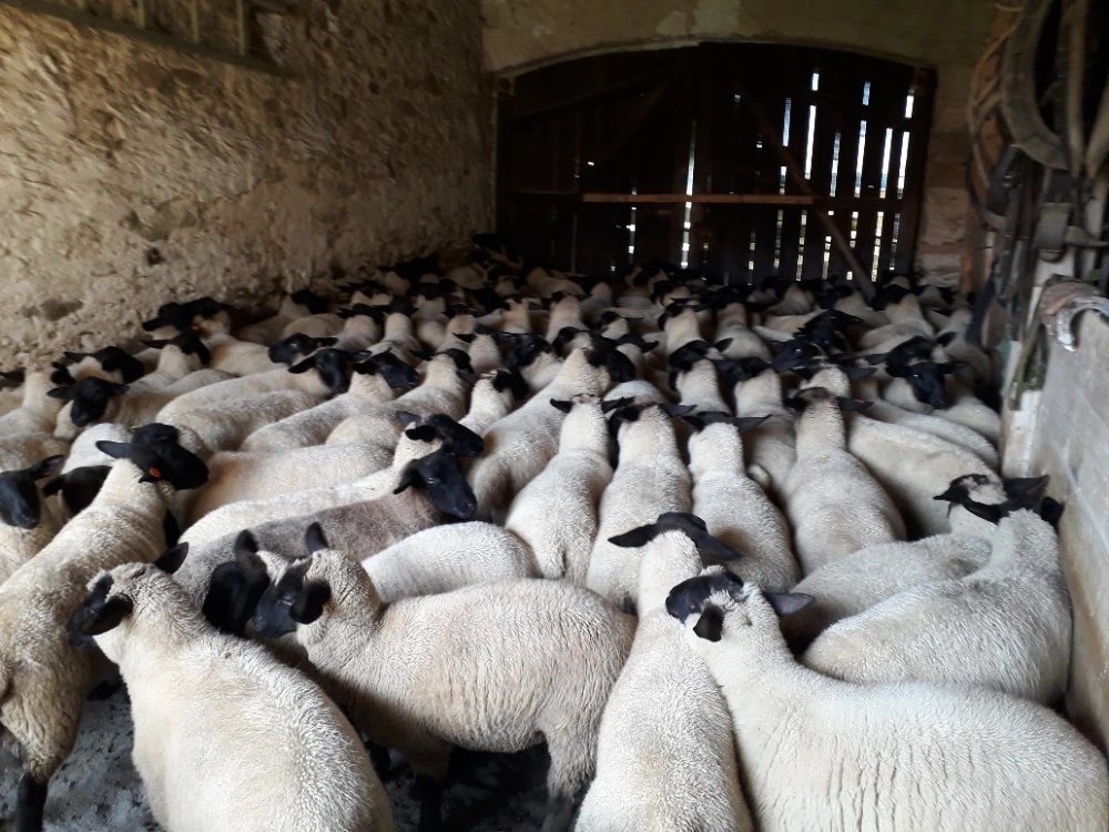 Chovné jehnice a beránci suffolk