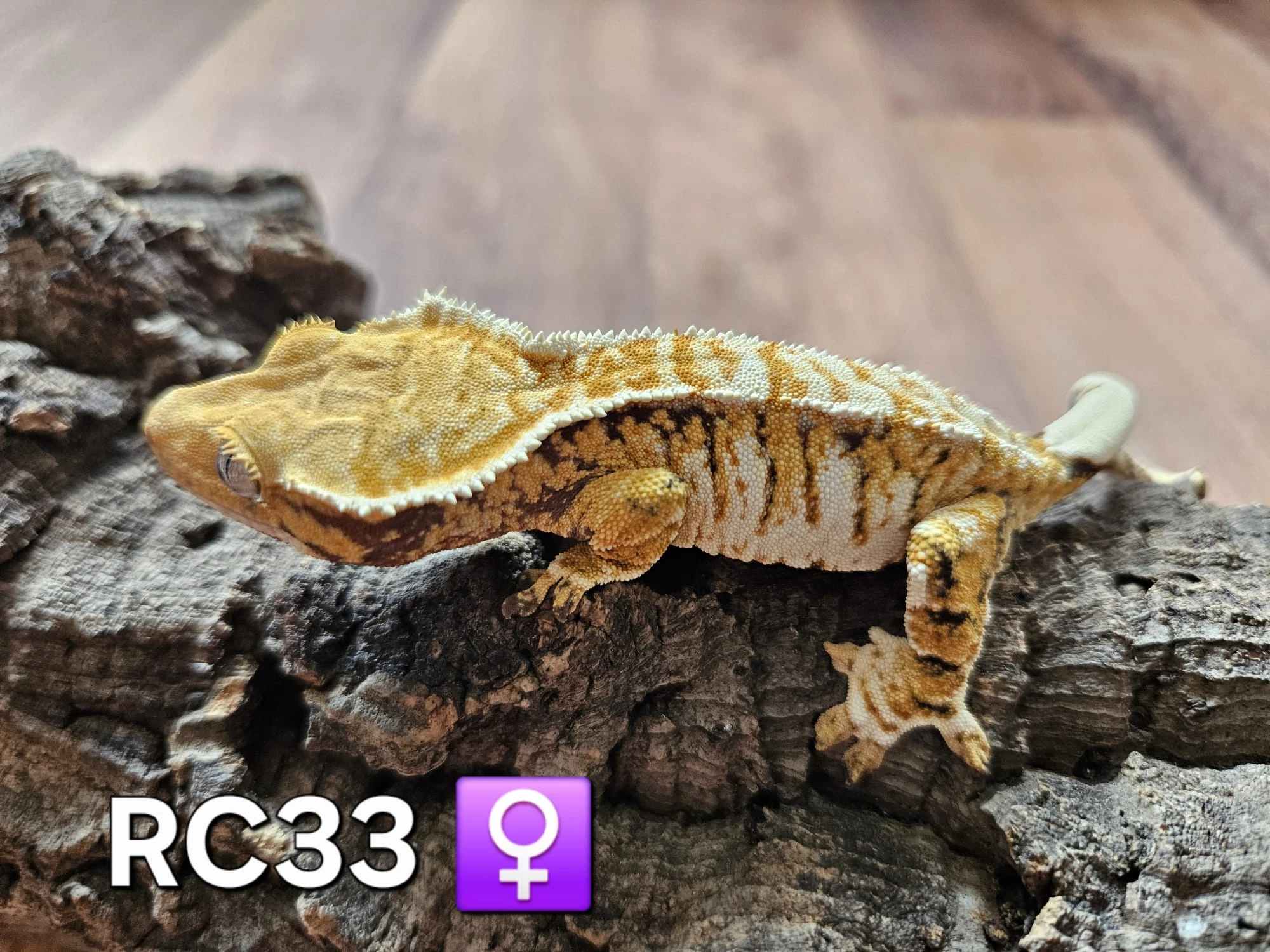 Pagekon řasnatý samice/ samci na prodej