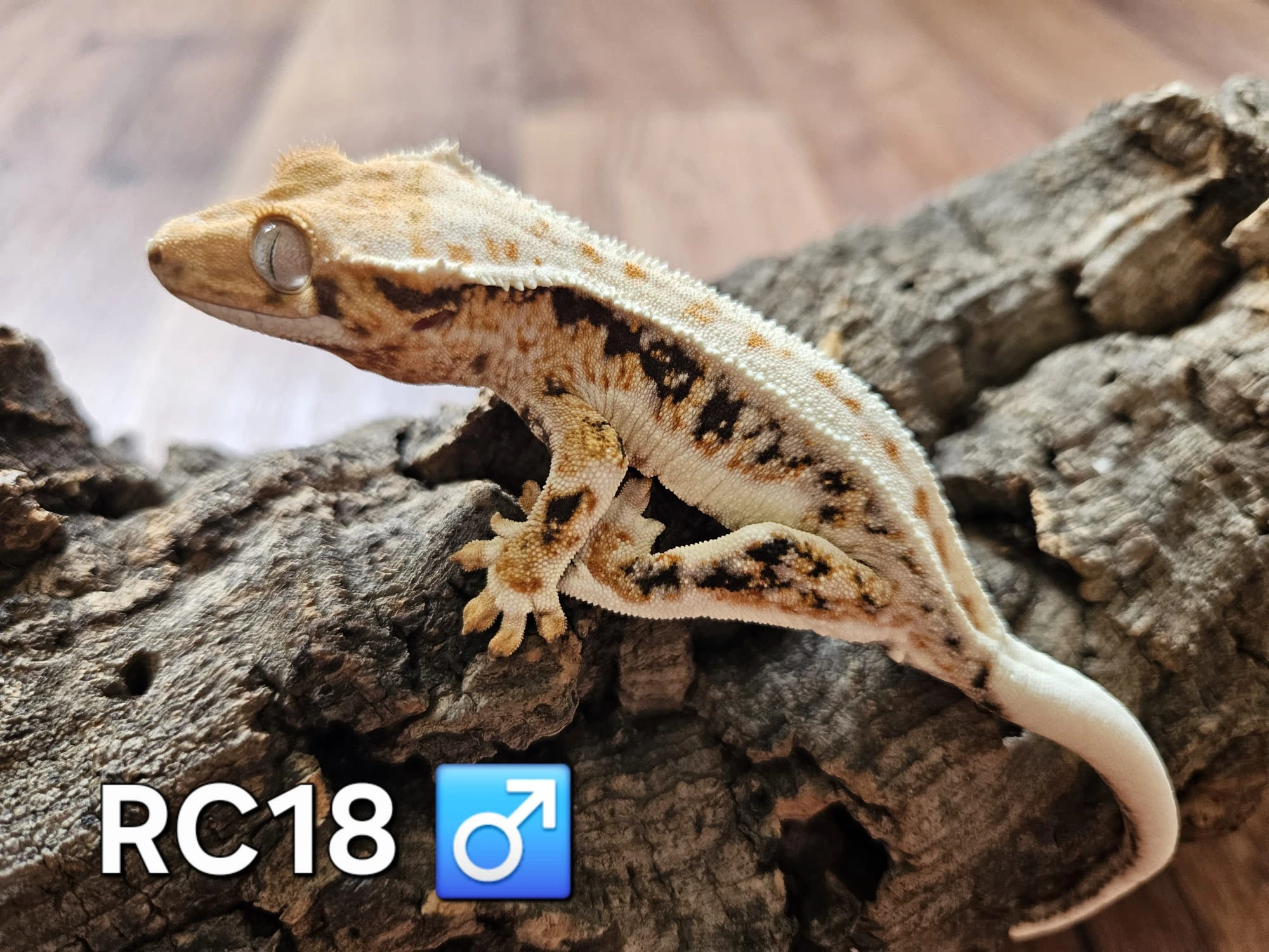 Pagekon řasnatý samice/ samci na prodej