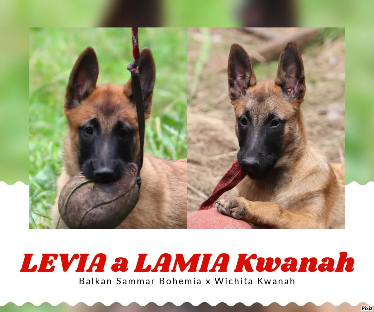 Belgický ovčák Malinois, holčičky s PP