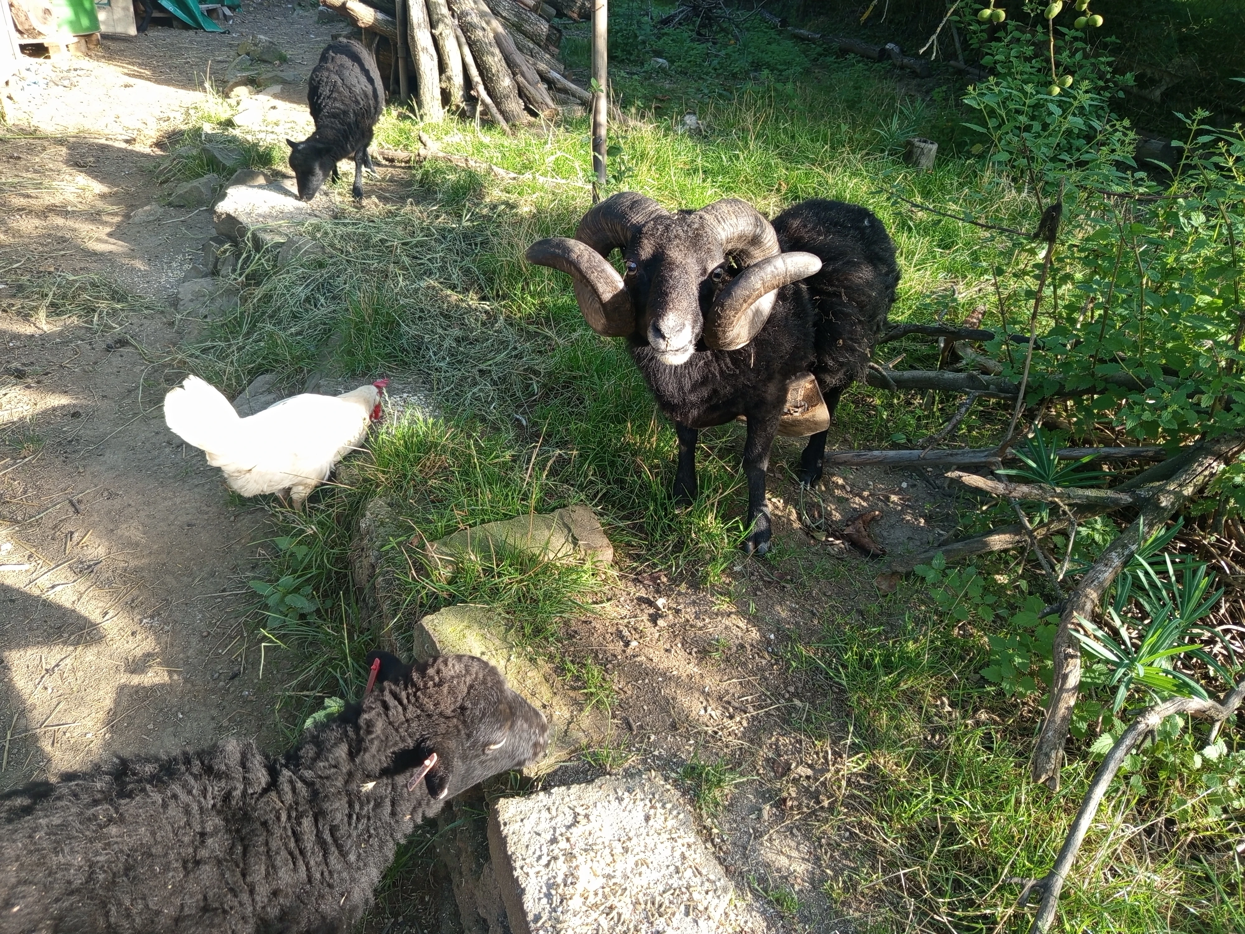 Plemenný beran linie 1602 Maigret  Hodnocení: ER r. 2019 Ouessant/Quessant