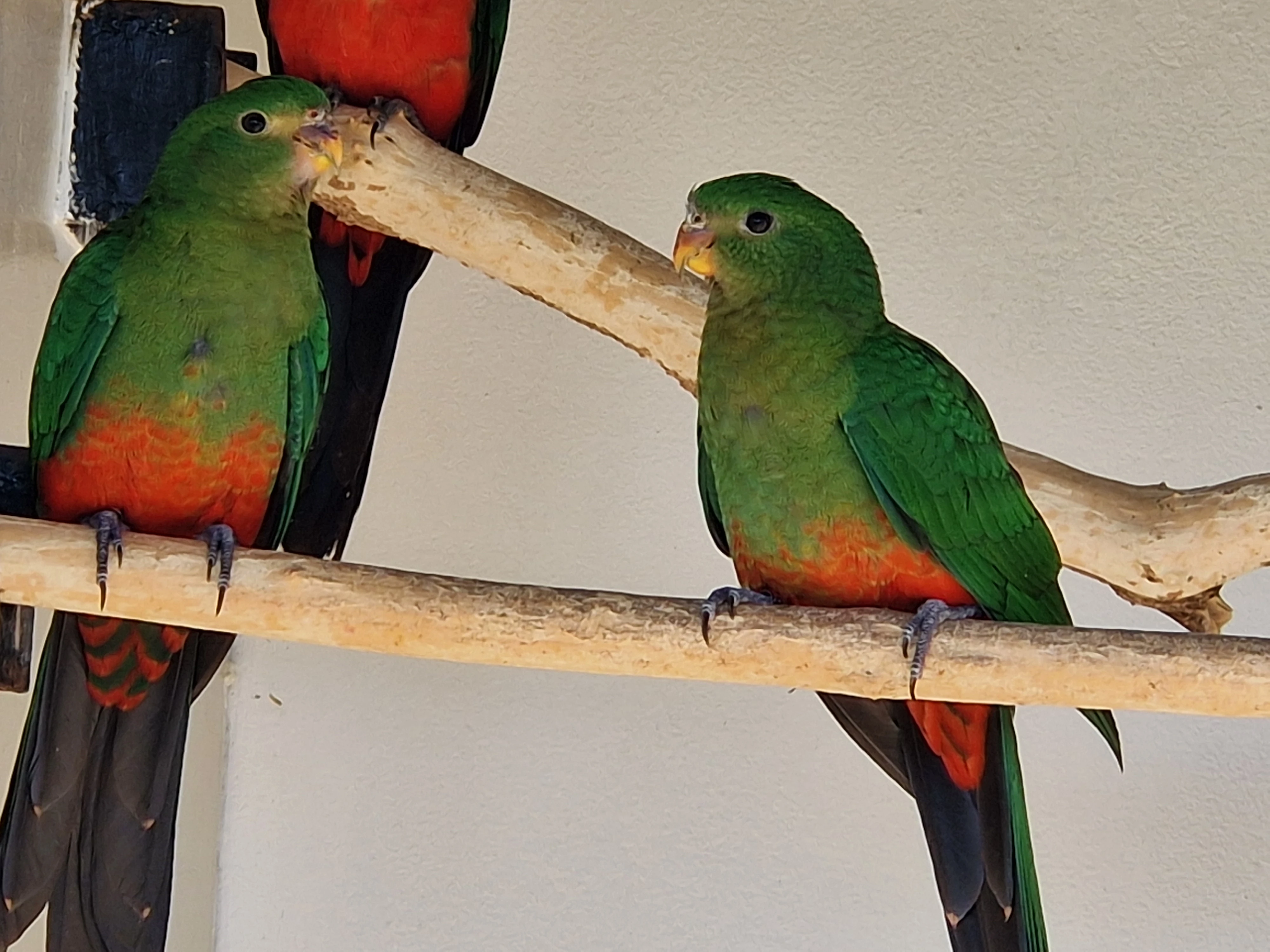 Papoušek královský