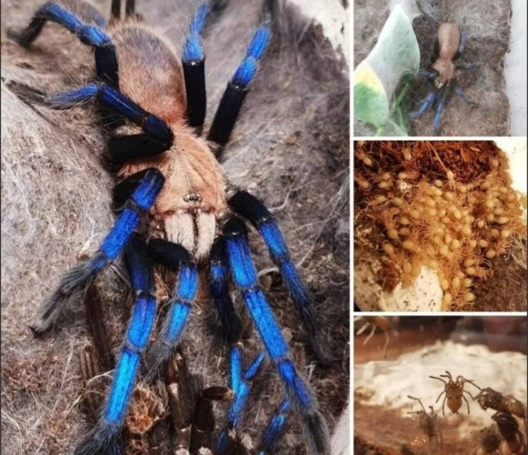 Samce samice mláďatá mnozstevky