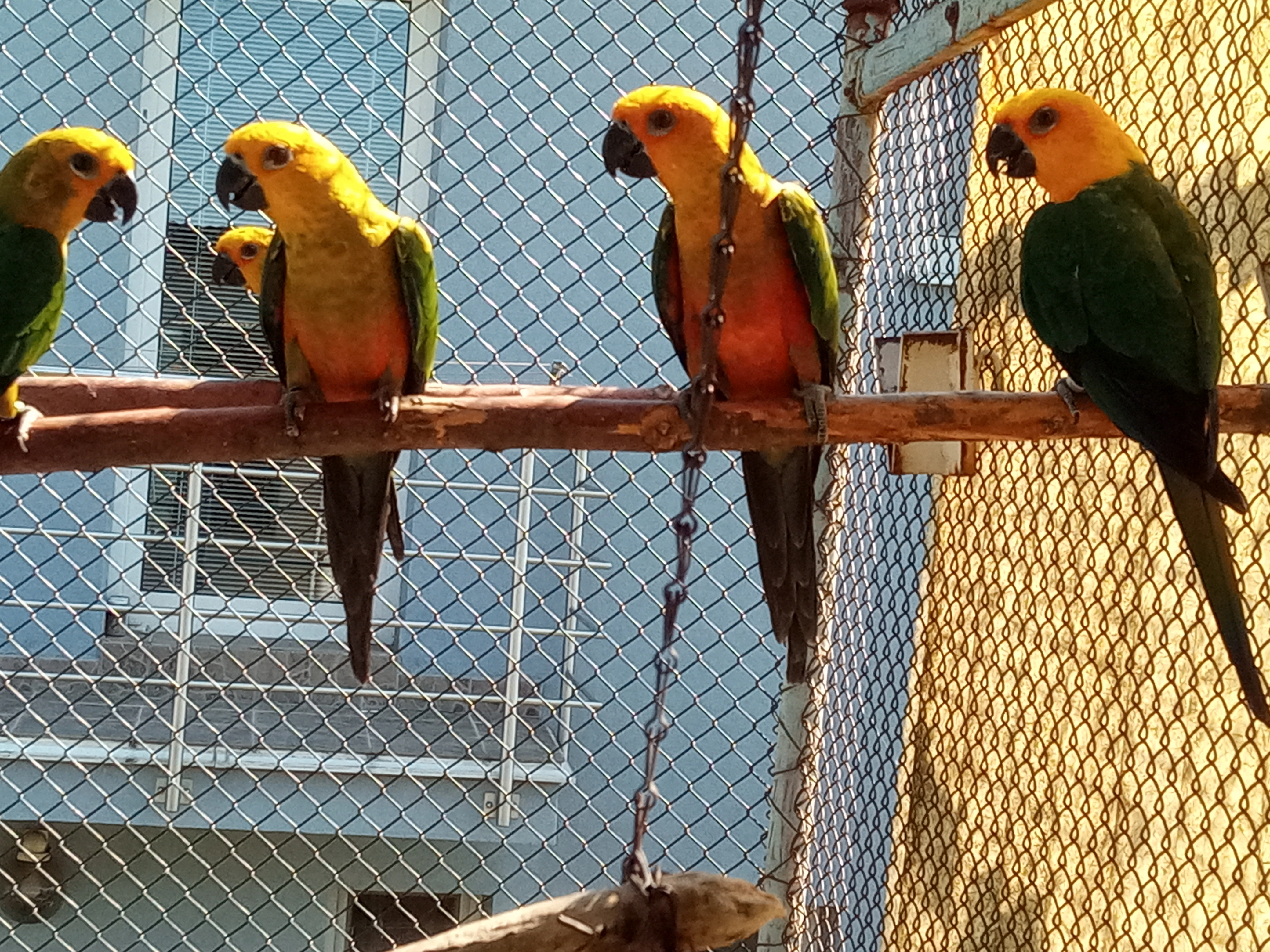 3.1 Aratinga jendaj 2024