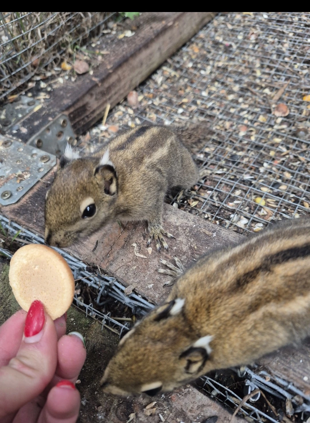 Veverka šedobřichá