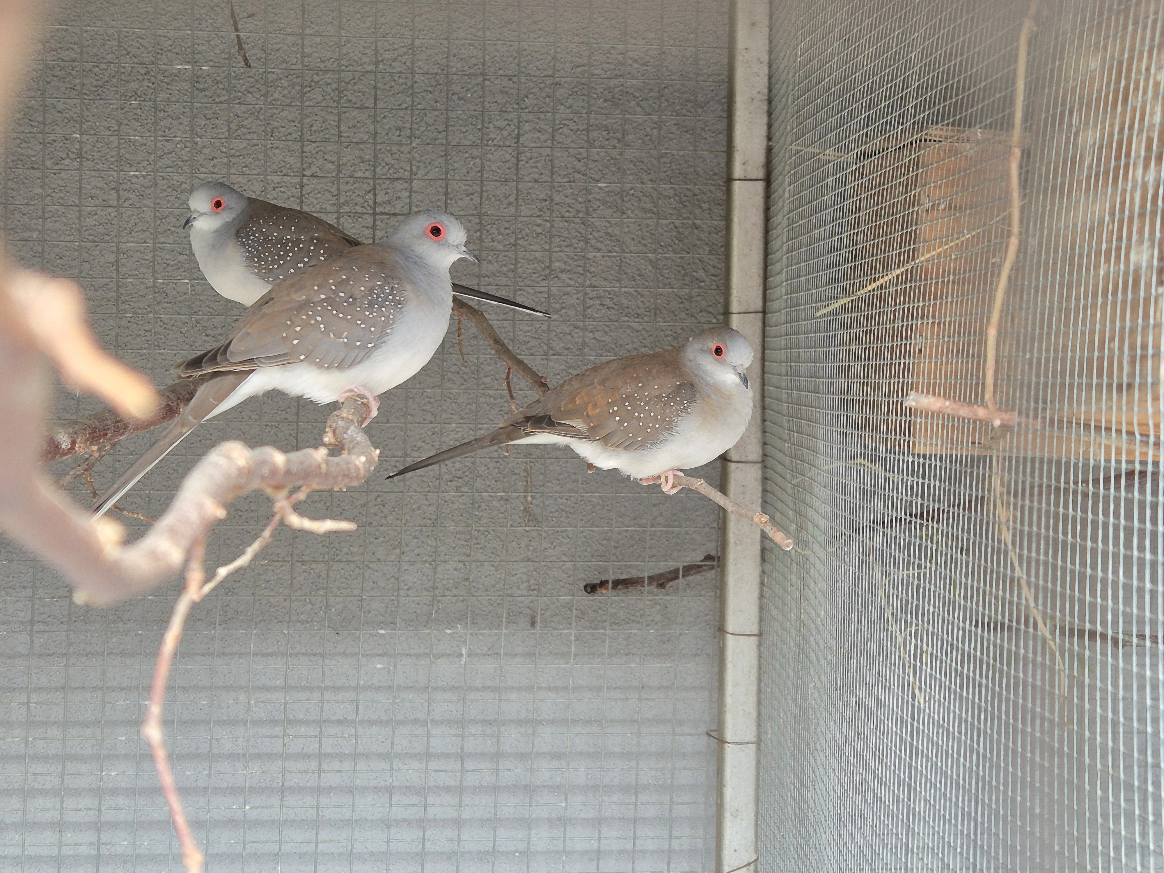 Holoubek diamantový