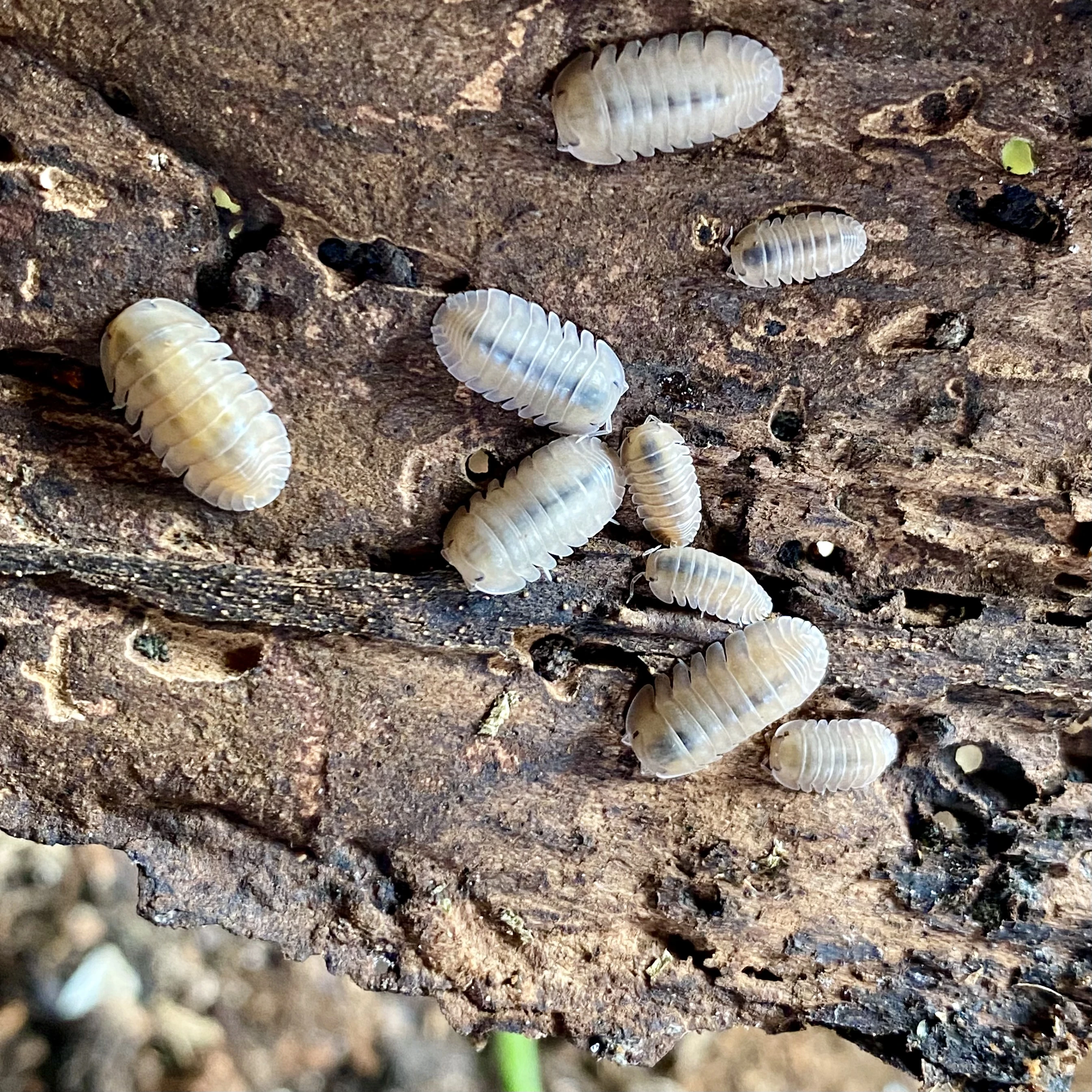 Prodám isopody akce