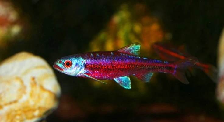 Notropis chrosomus - Jeleček duhový (jezírkové, akvarijní)