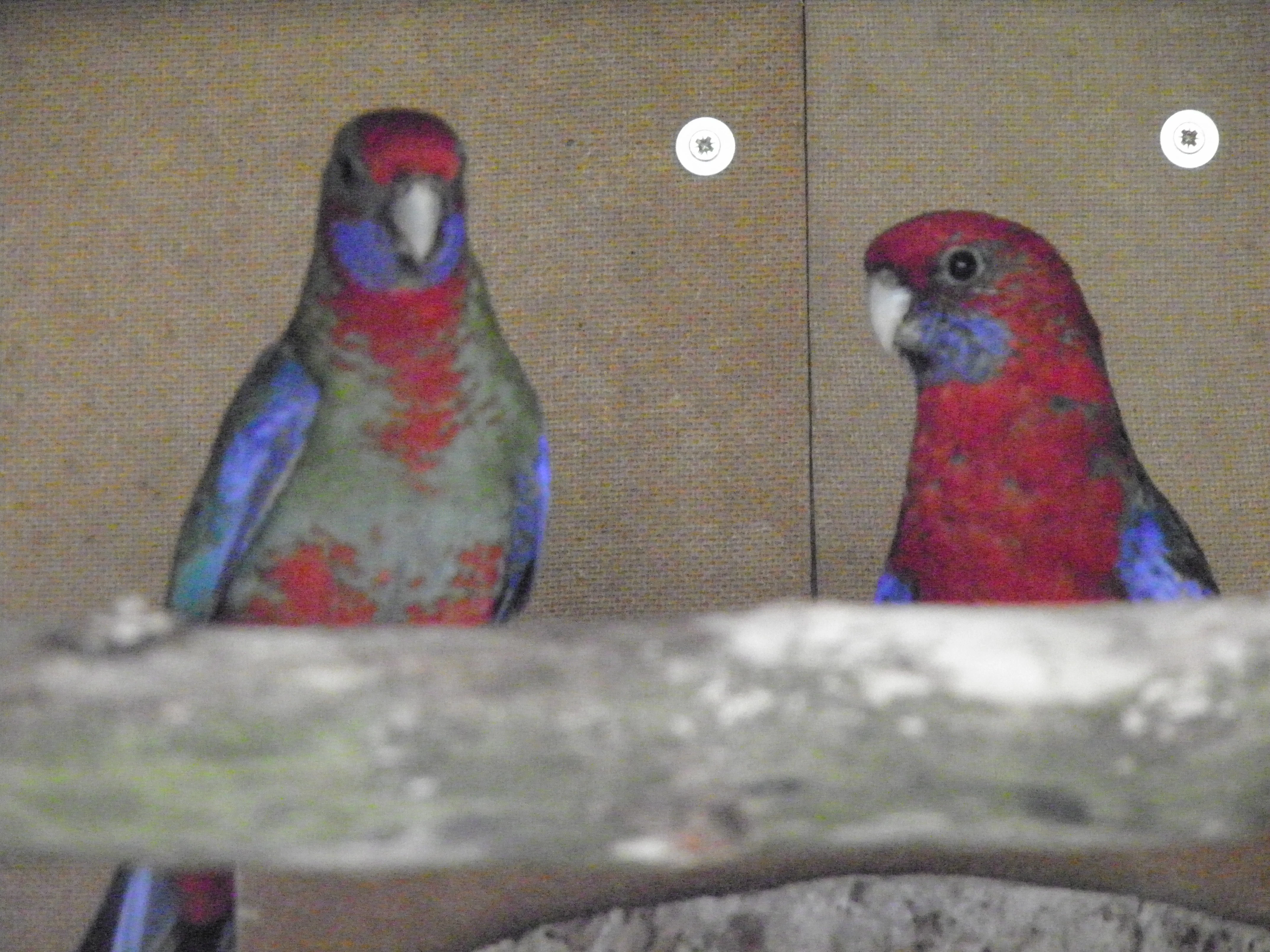 Přírodní forma-penant