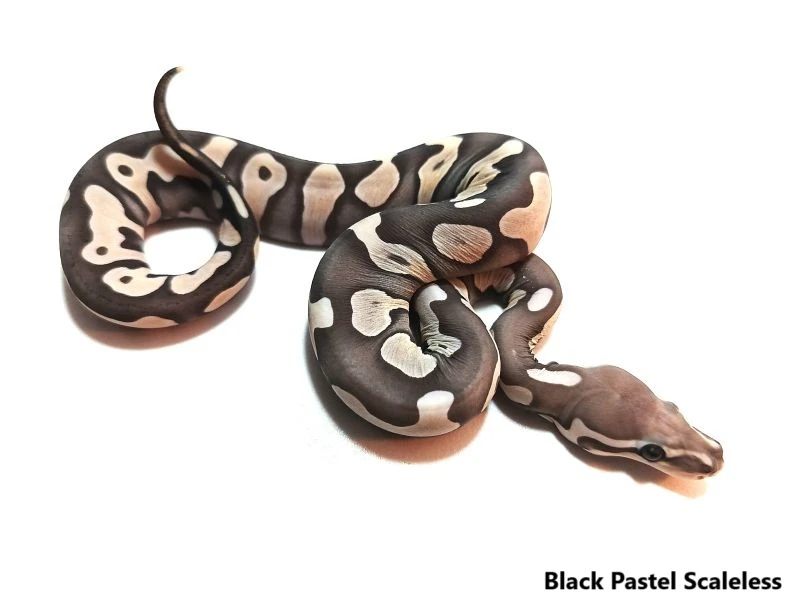 Pythony odchov 2025 na ŽE Praha 6.9.