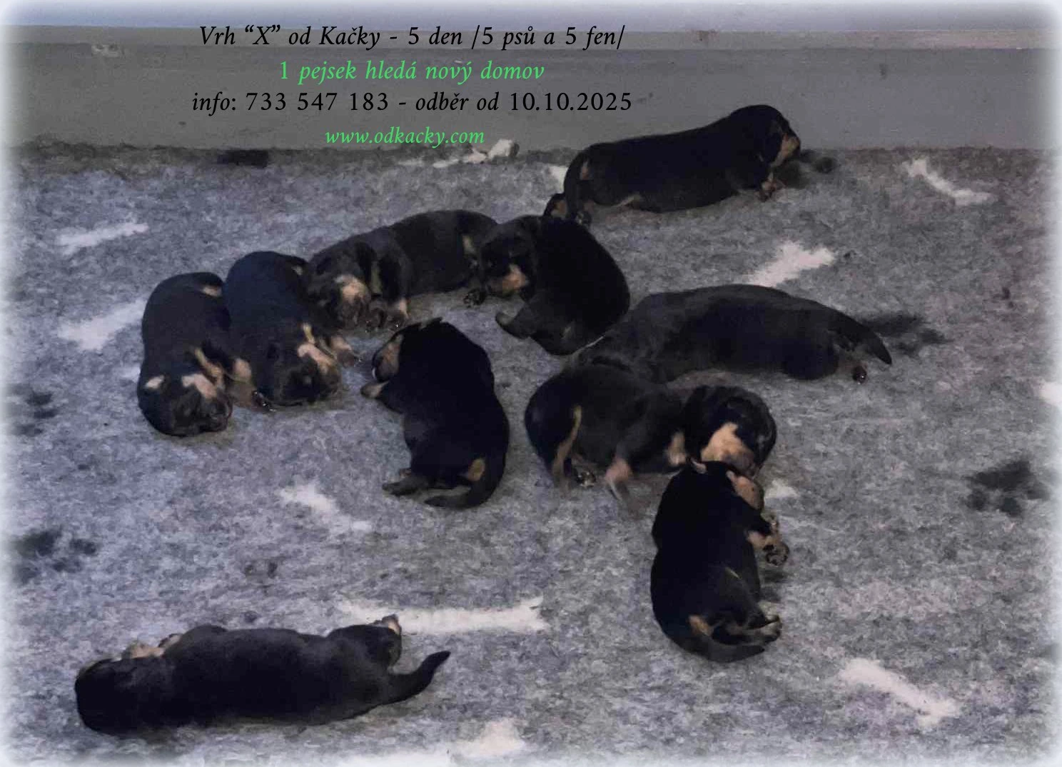 Rottweiler - štěňata s pp