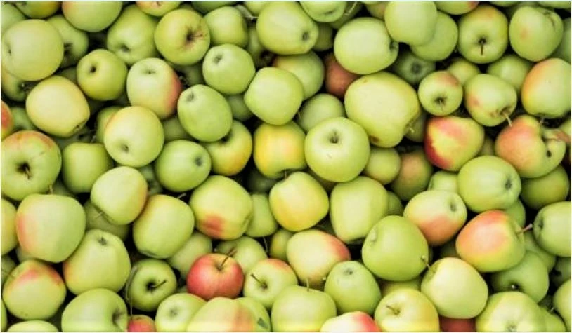 Jablka konzumní